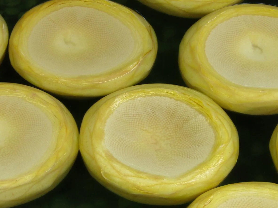 artichoke bottoms with the choke removed, on a black background