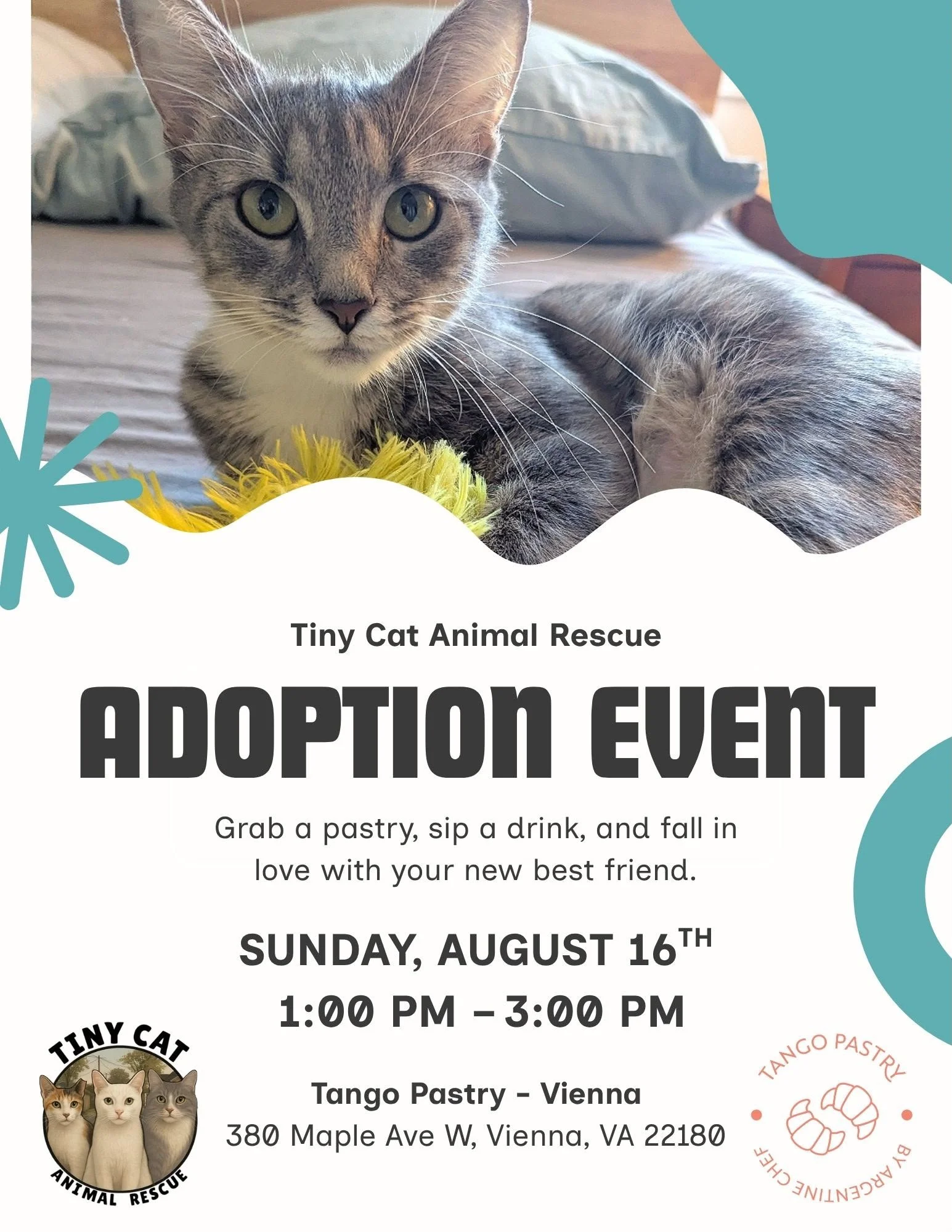 🐱 Cat Adoption Event at Tango Pastry Café in Vienna | Sunday, August 16 | 1:00–3:00 PM 
