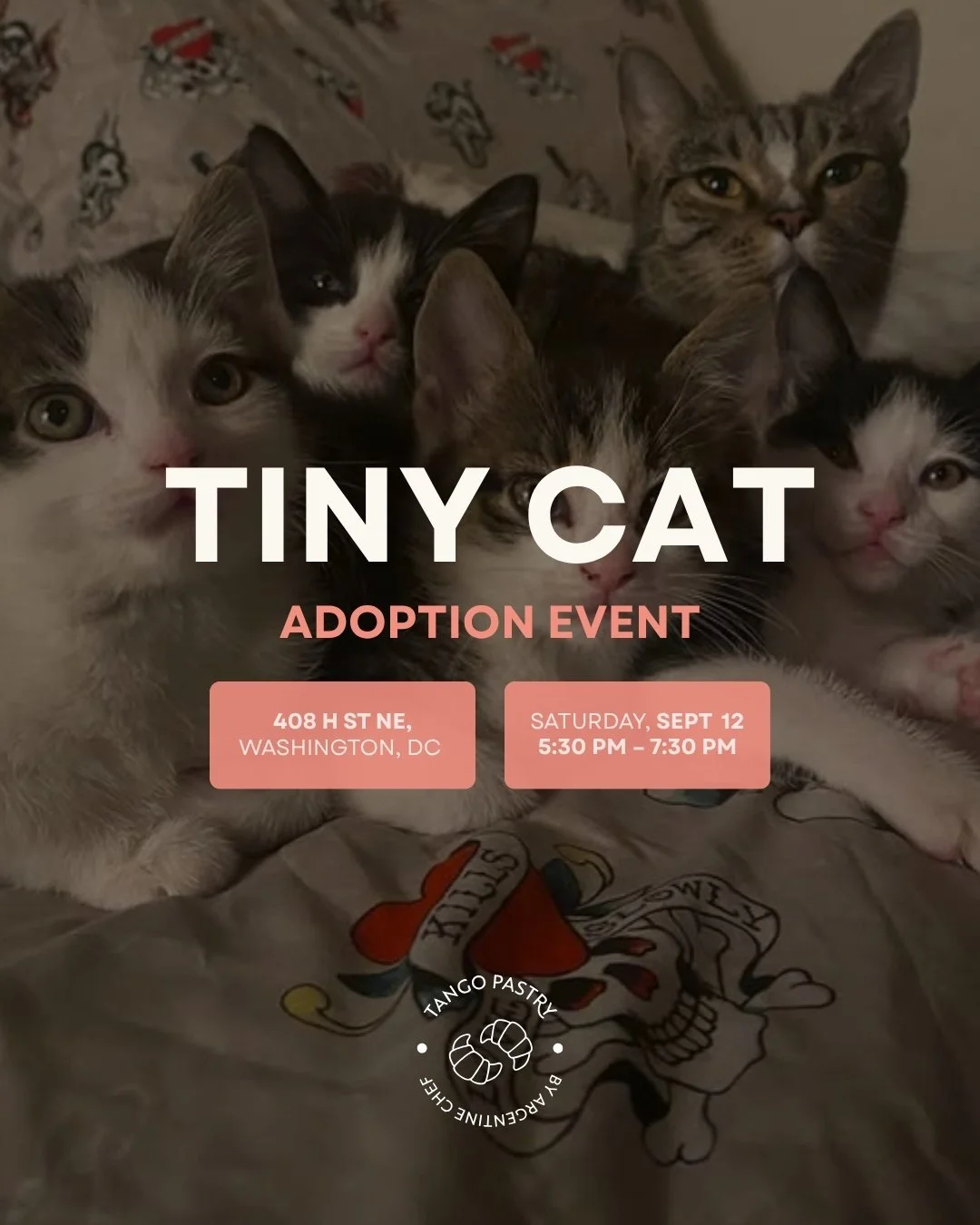 🐱 Tiny Cat Adoption Event | Sat, Sept 12 (5:30–7:30 PM) @ 408 H St NE, DC 🥟✨