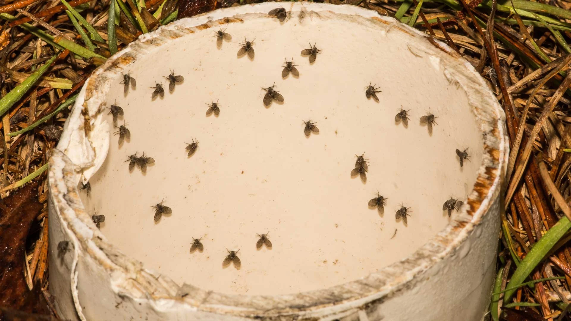 Say Goodbye to Drain Flies