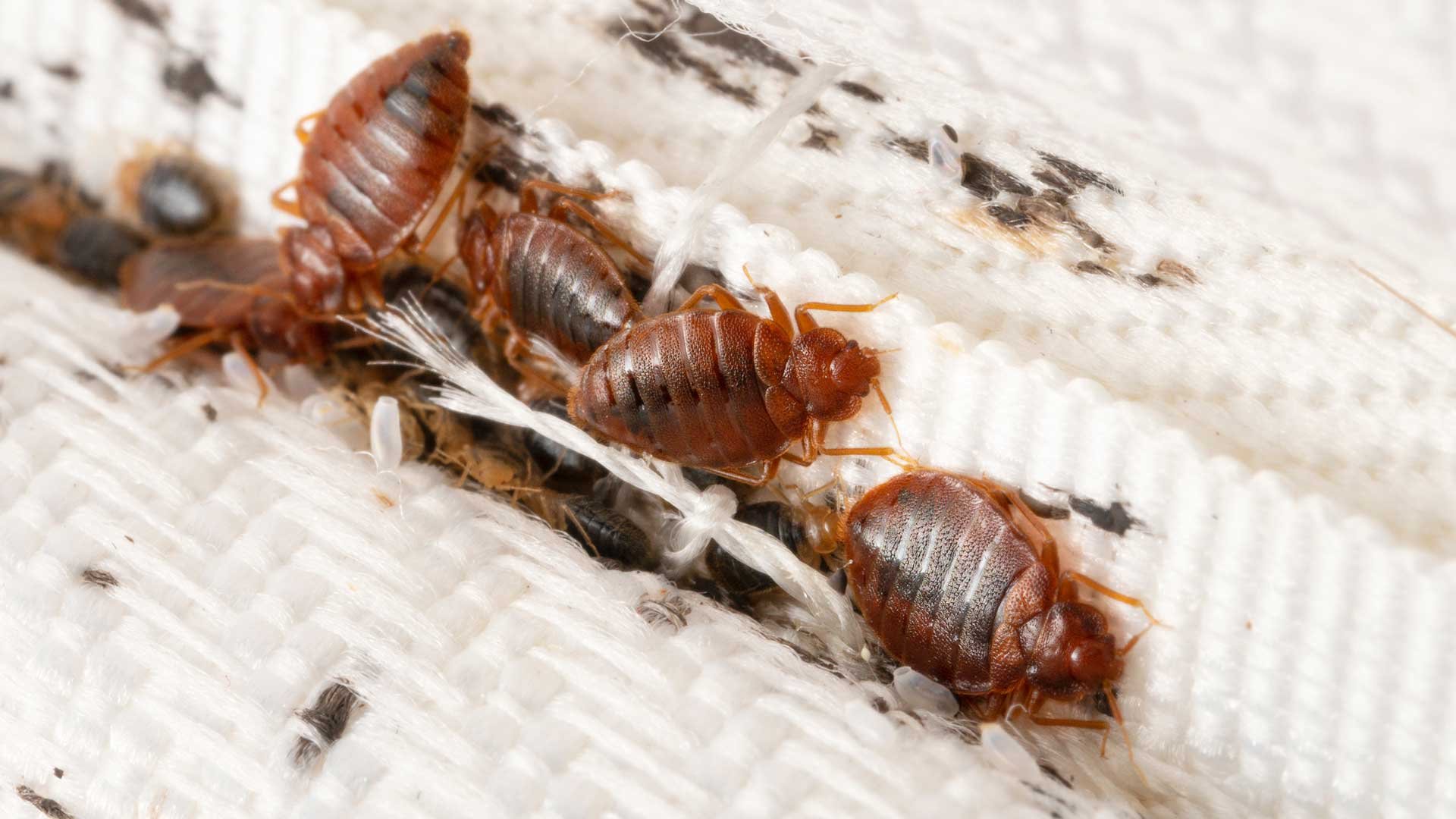 Bed Bugs on the Move: How Houston Travelers Can Stay Protected