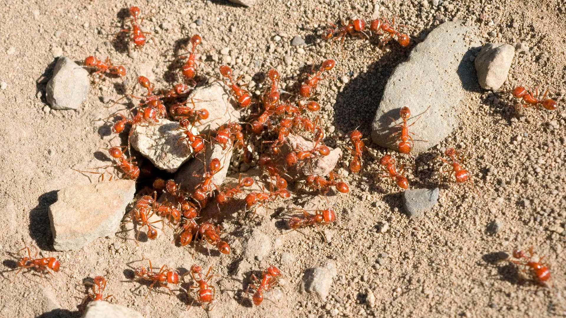 Fire Ants in Your Yard? Here’s What to Know