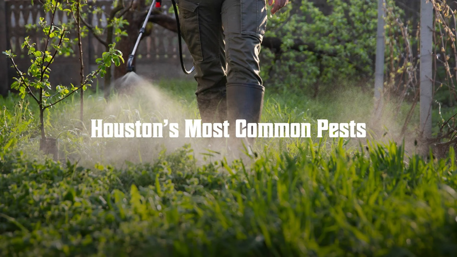 The Most Common Pests in Houston, Texas