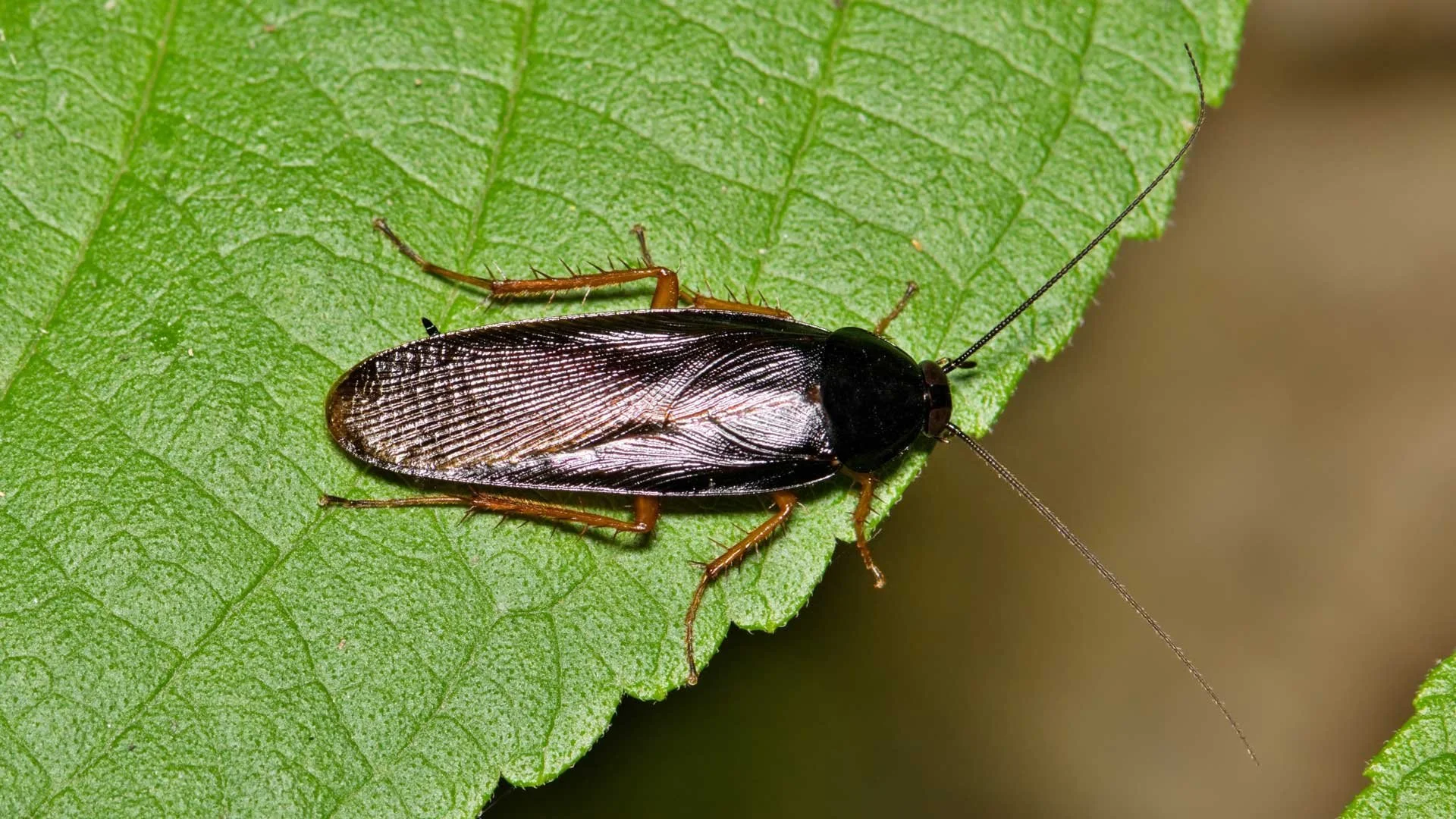 Smokybrown Cockroach sitting on a leaf