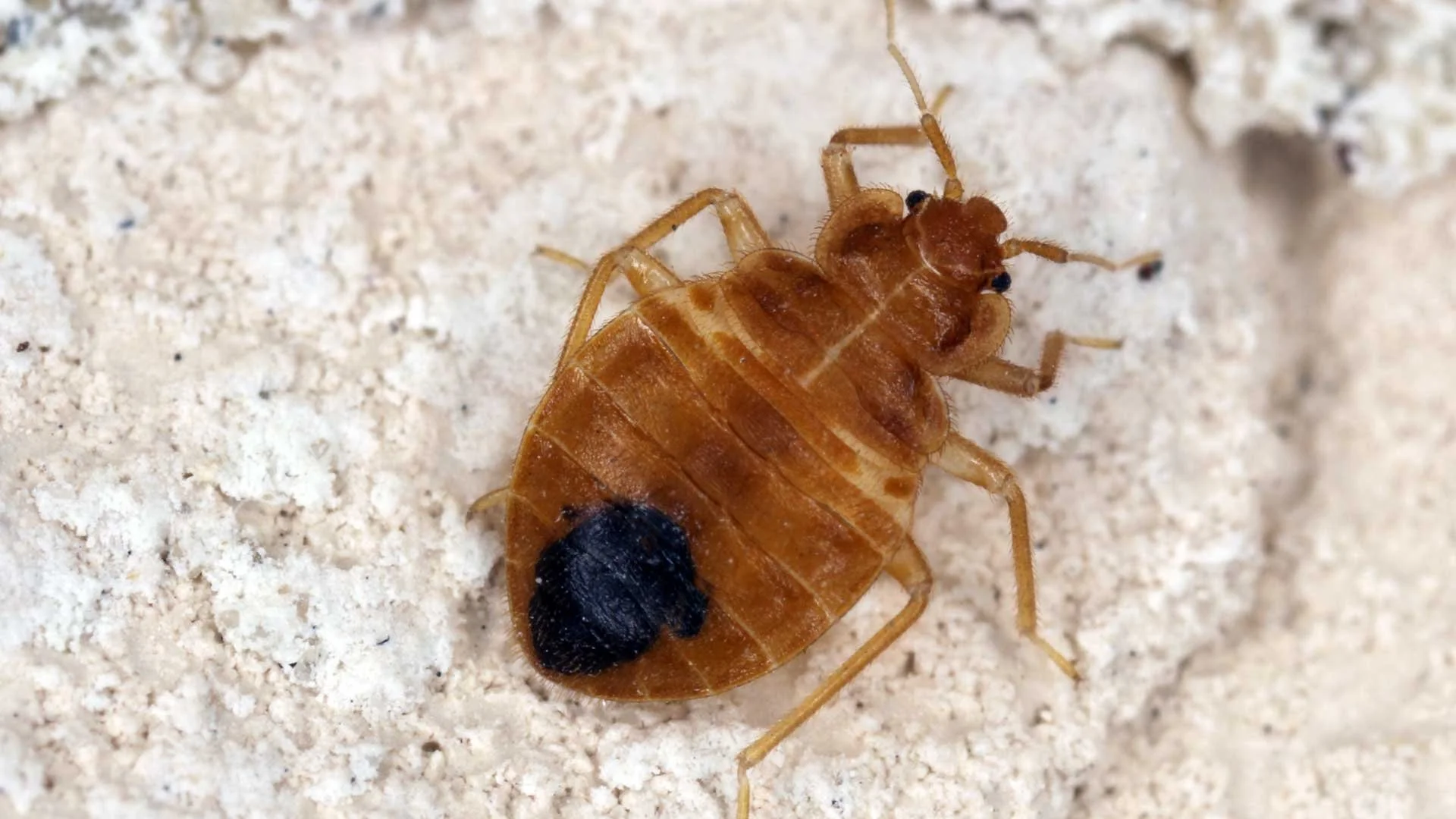 A single bed bug crawling on mattress