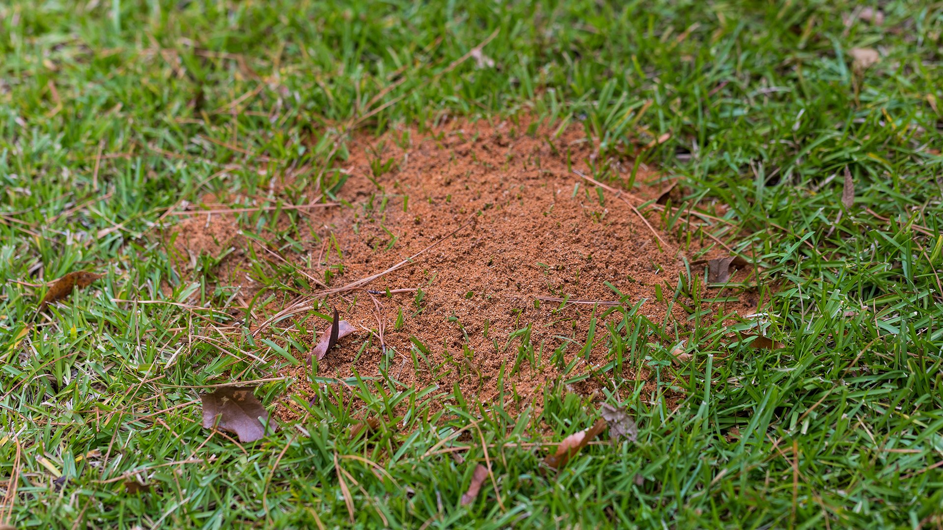 Fire ants mound in backyard