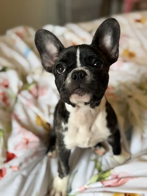 frenchie.jpg