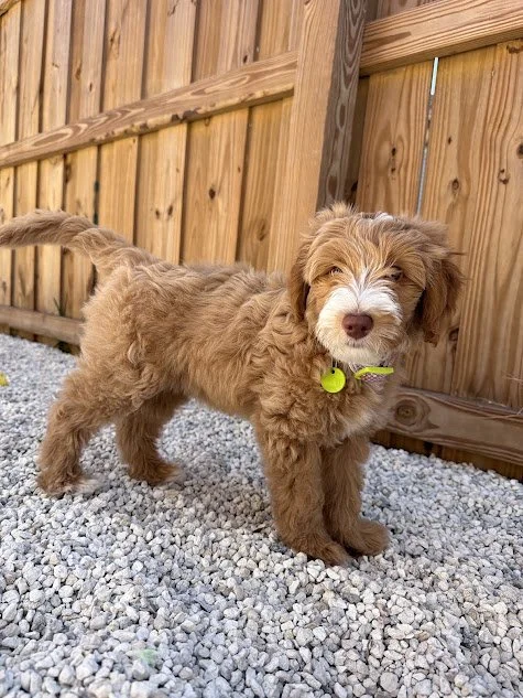 puppp.jpg