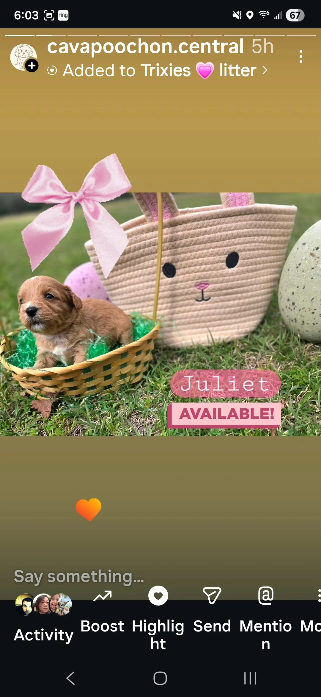 Juliet- Cavapoochon girl