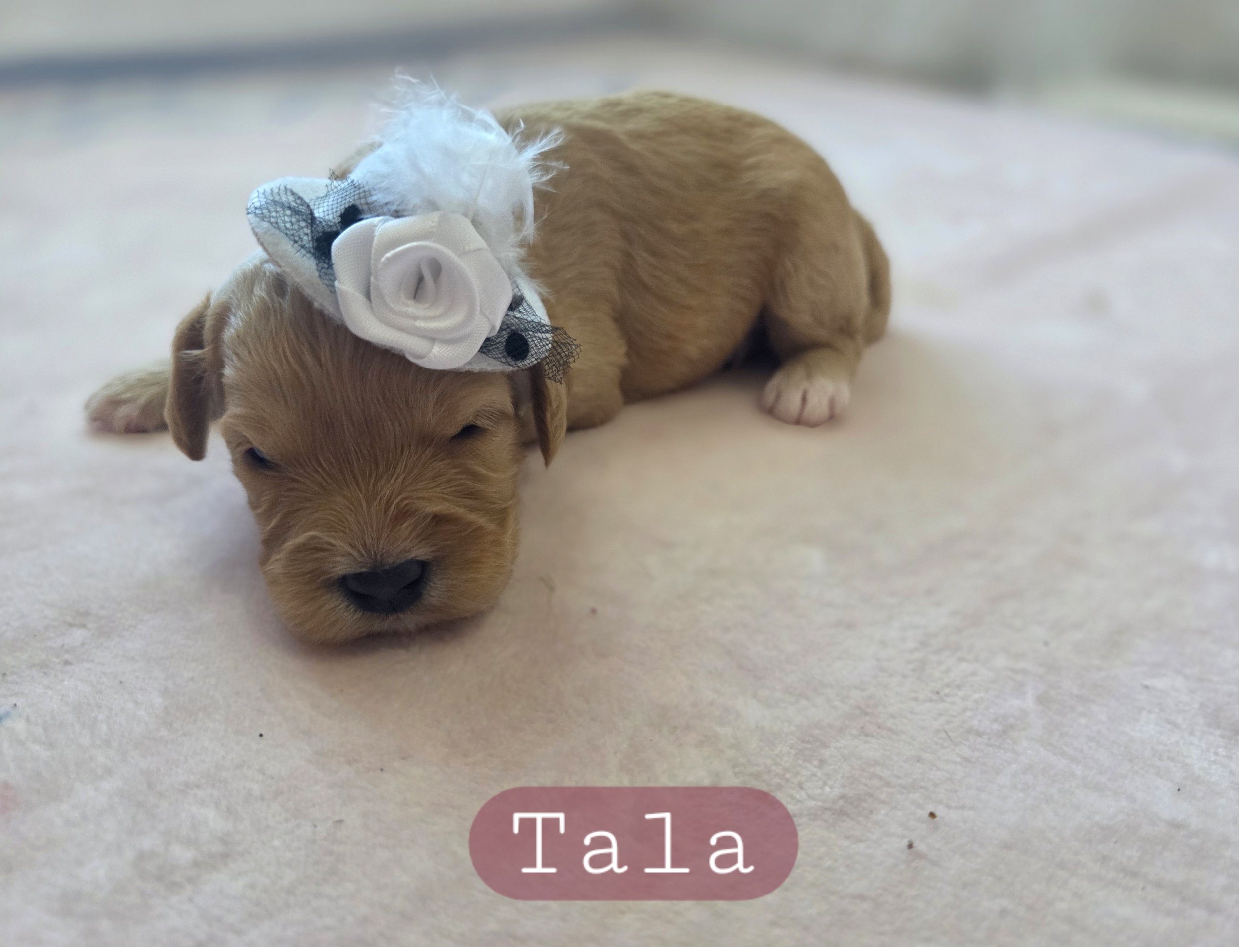 Tala- Female Cavapoochon
