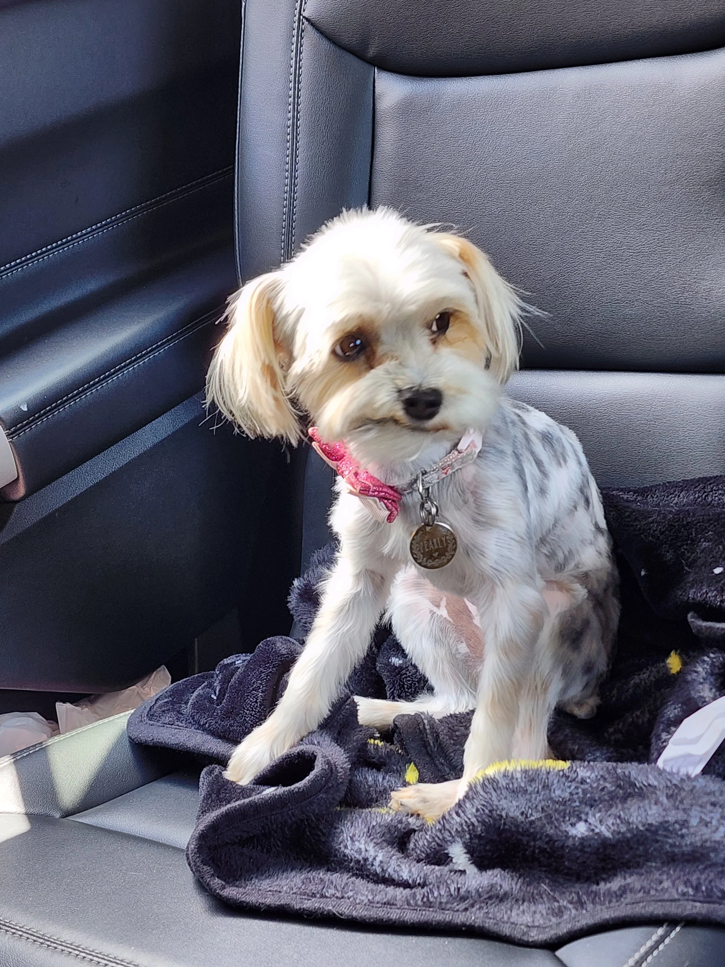 A small white and tan dog with long ears sitting on a black blanket inside a vehicle, looking towards the camera.