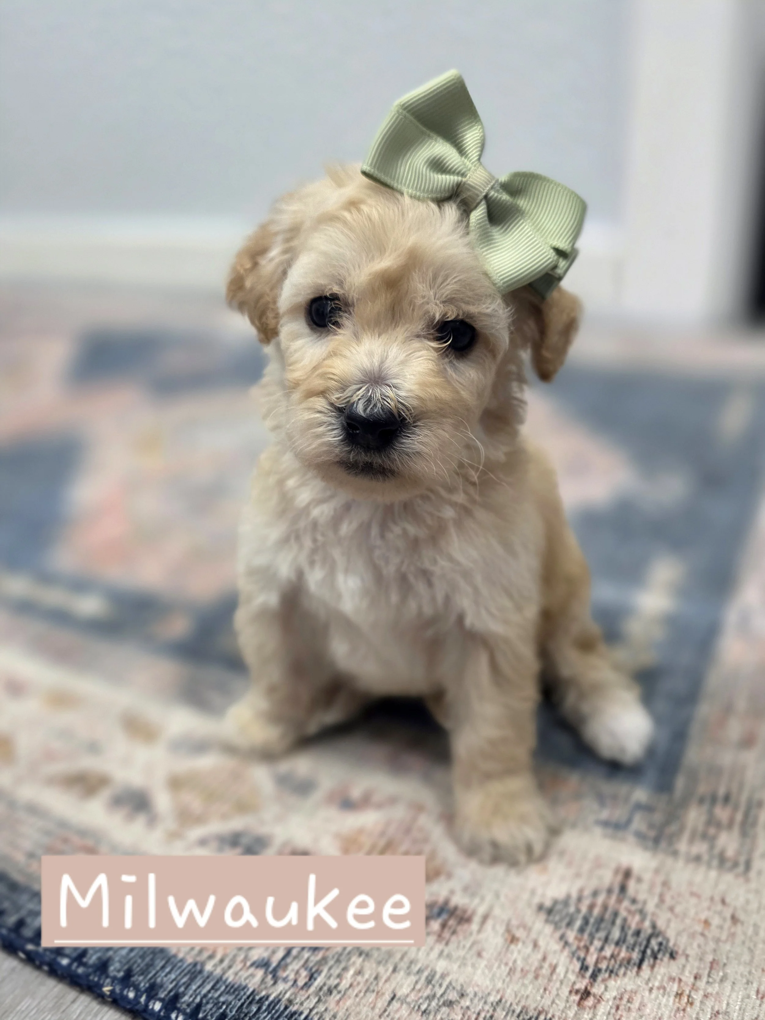 Milwaukee- Female Cavapoochon