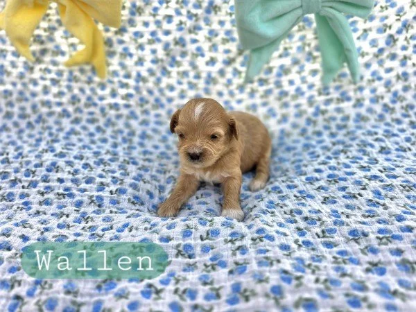 Wallen- Cavapoochon boy