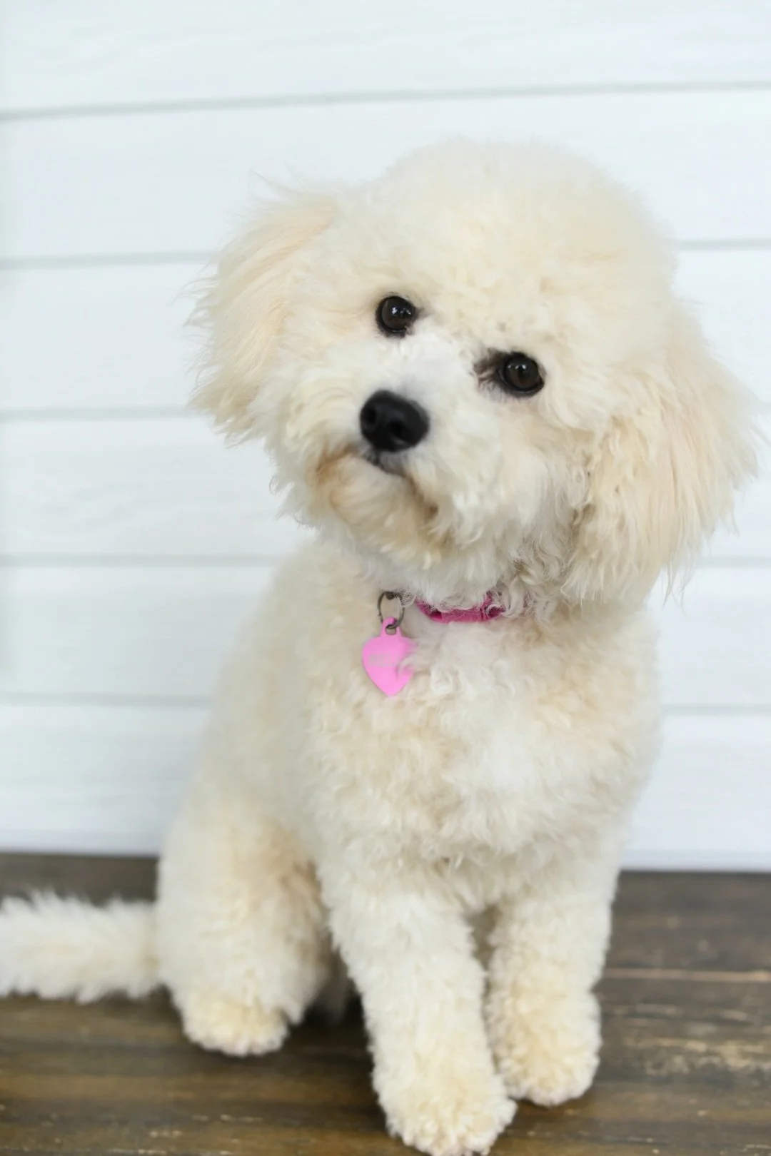 A cute, fluffy white dog with large, dark eyes, a black nose, and a pink collar with a pink heart-shaped tag, sitting on wooden flooring against a white, horizontal-paneled wall.