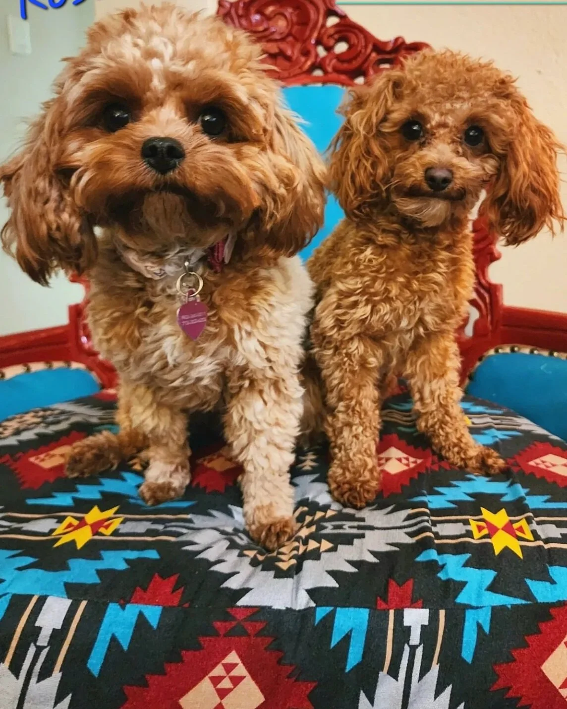 Two apricot-colored poodle puppies with curly fur sitting on a colorful, patterned cloth-covered surface indoors.