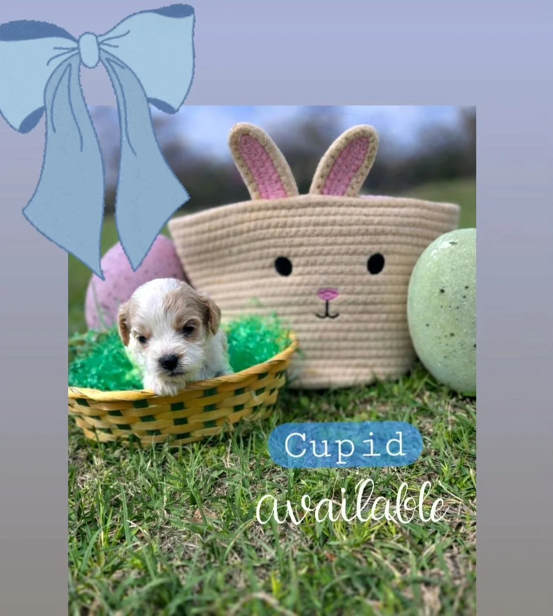 Cupid- Cavapoochon boy