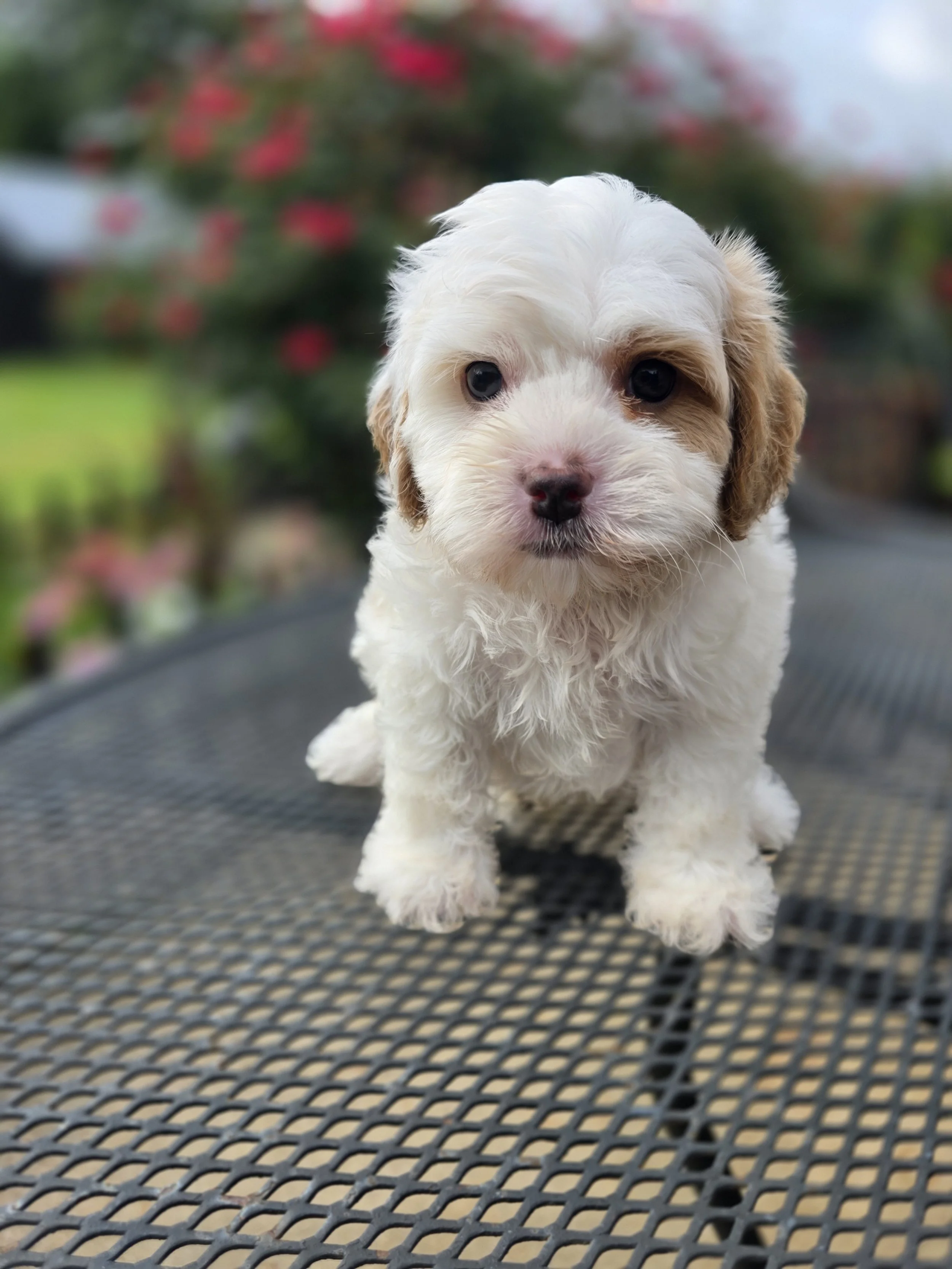 Beast- Male Cavapoochon