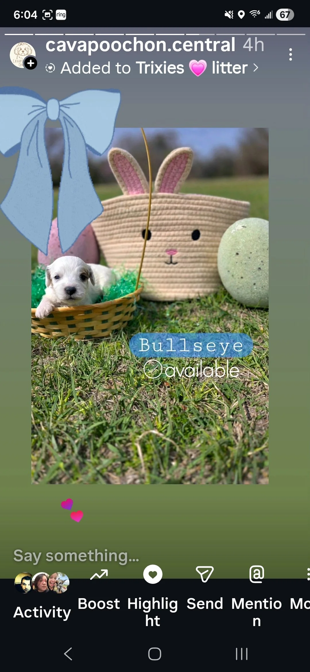 Bullseye- Cavapoochon boy