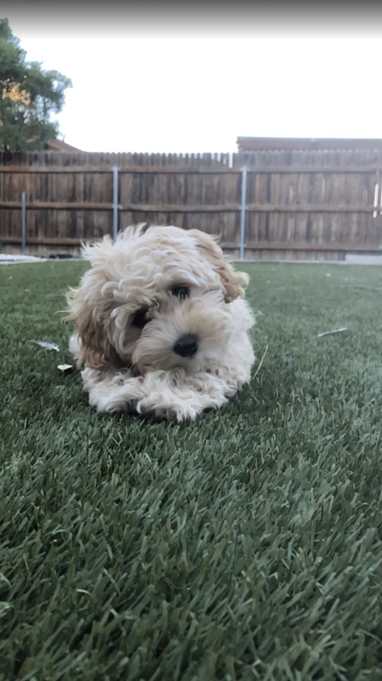 A fluffy, cream-colored puppy with curly fur lying on green grass in a backyard, with a wooden fence in the background.