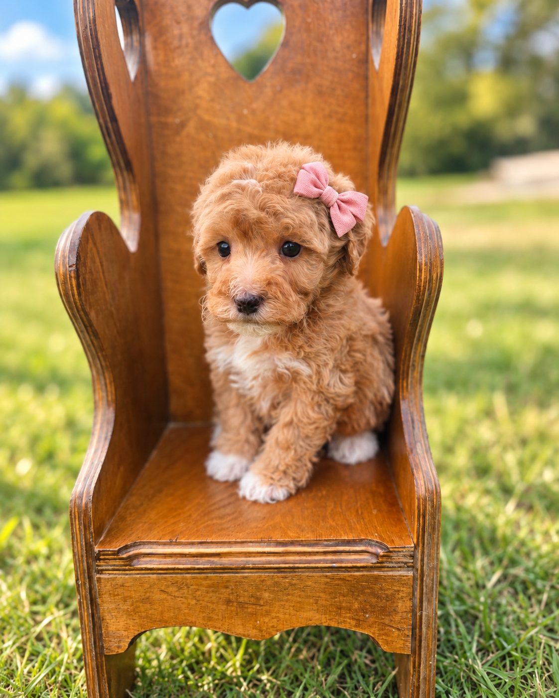 Marigold- Female Cavapoochon