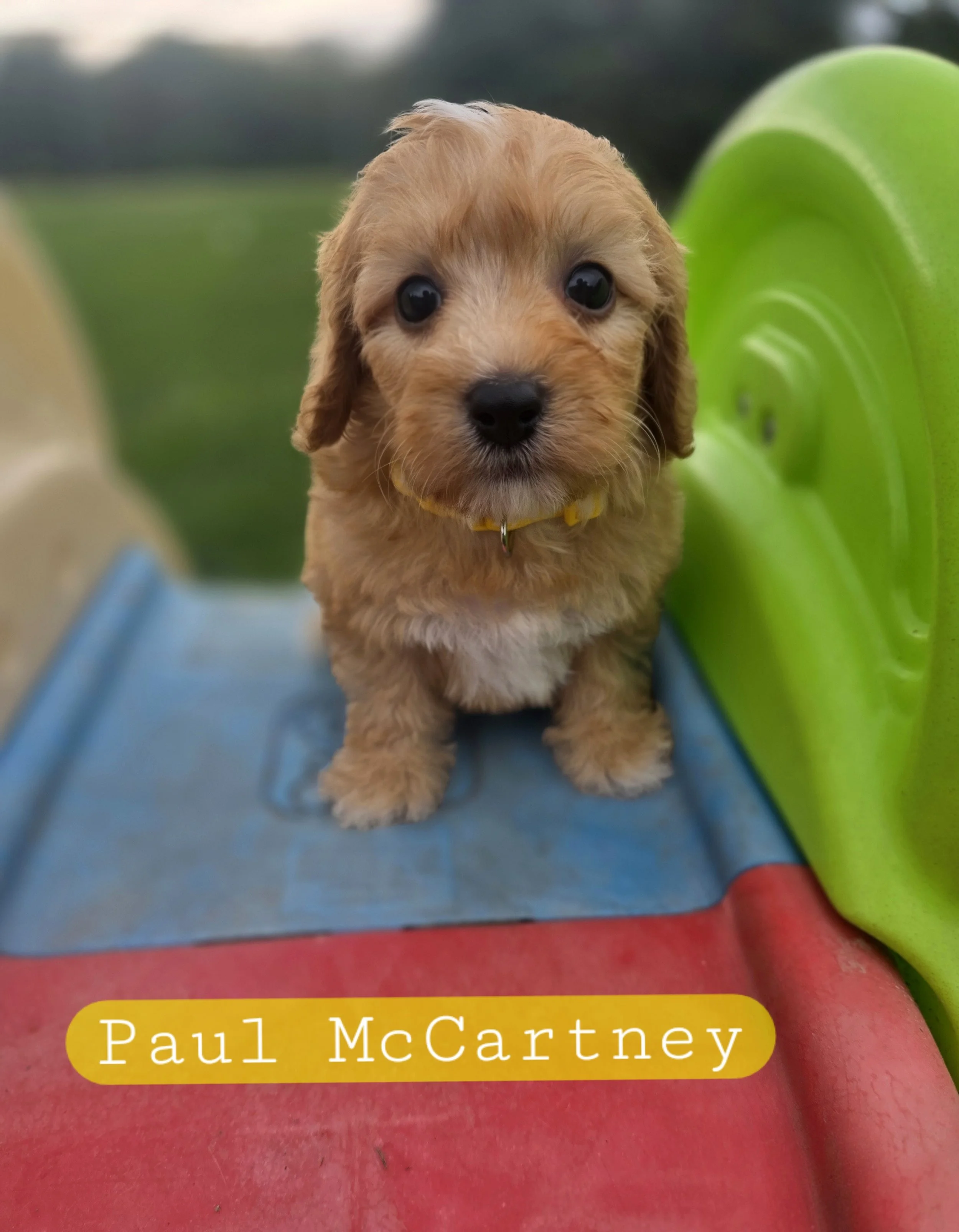 Paul McCartney- Male cavapoochon