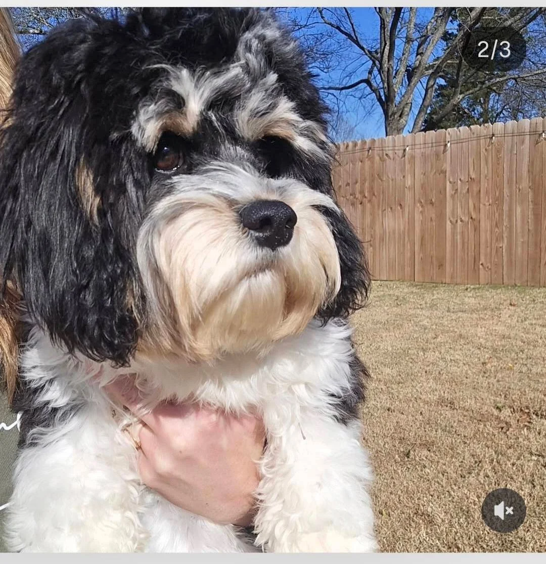 Cute black and white curly-haired dog sitting against a black background.
