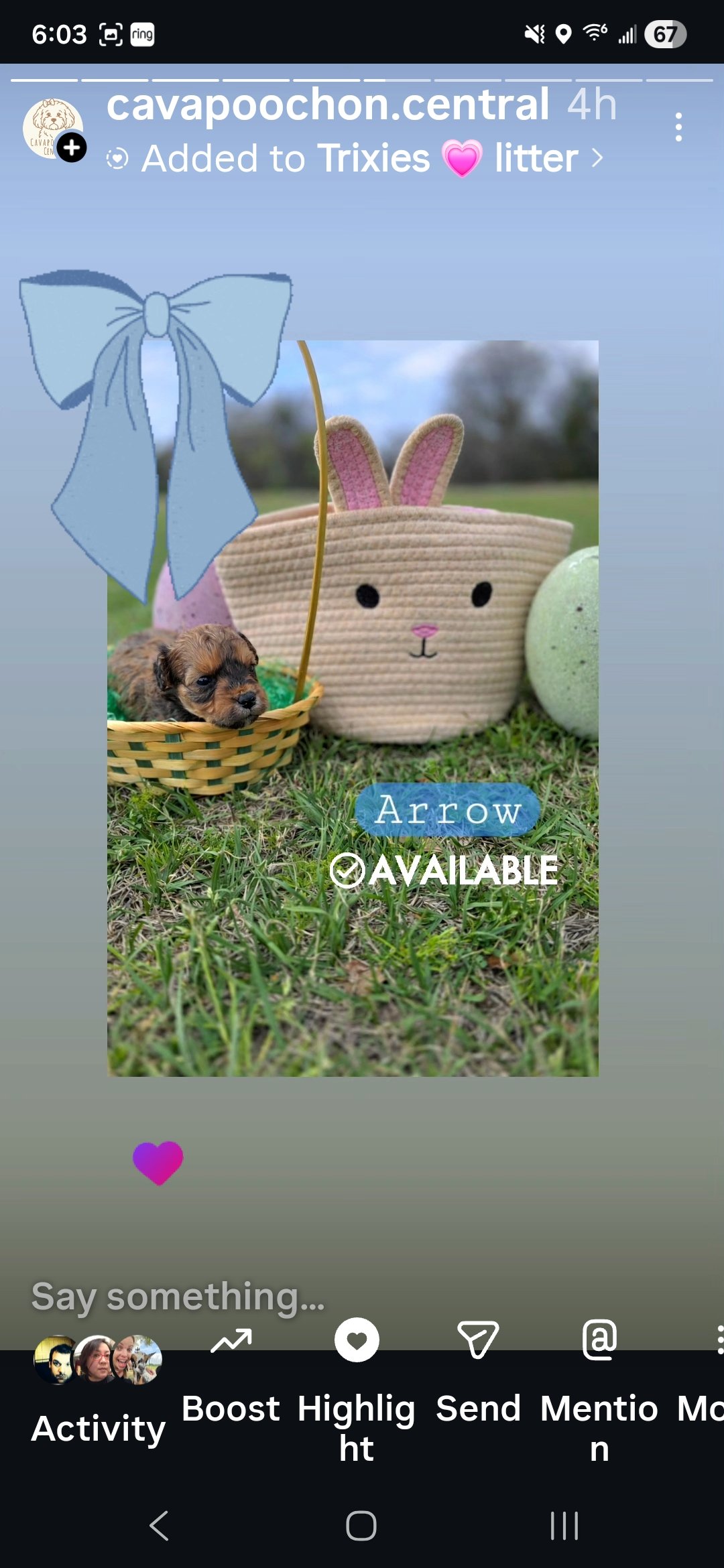 Arrow- Cavapoochon boy