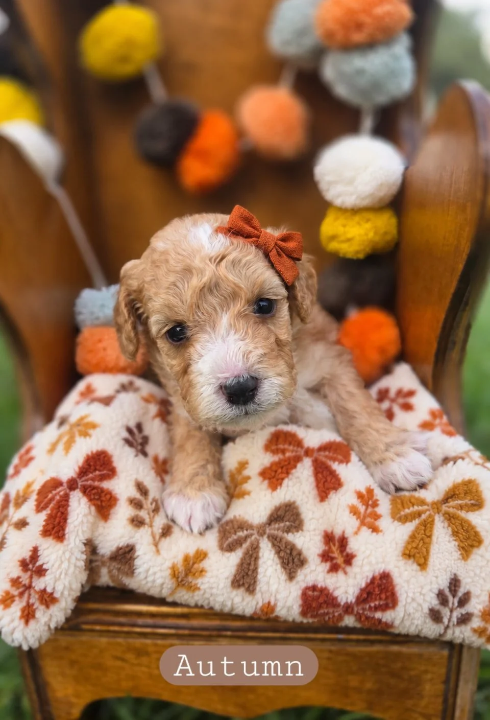 autumn-cavapoochon.jpg