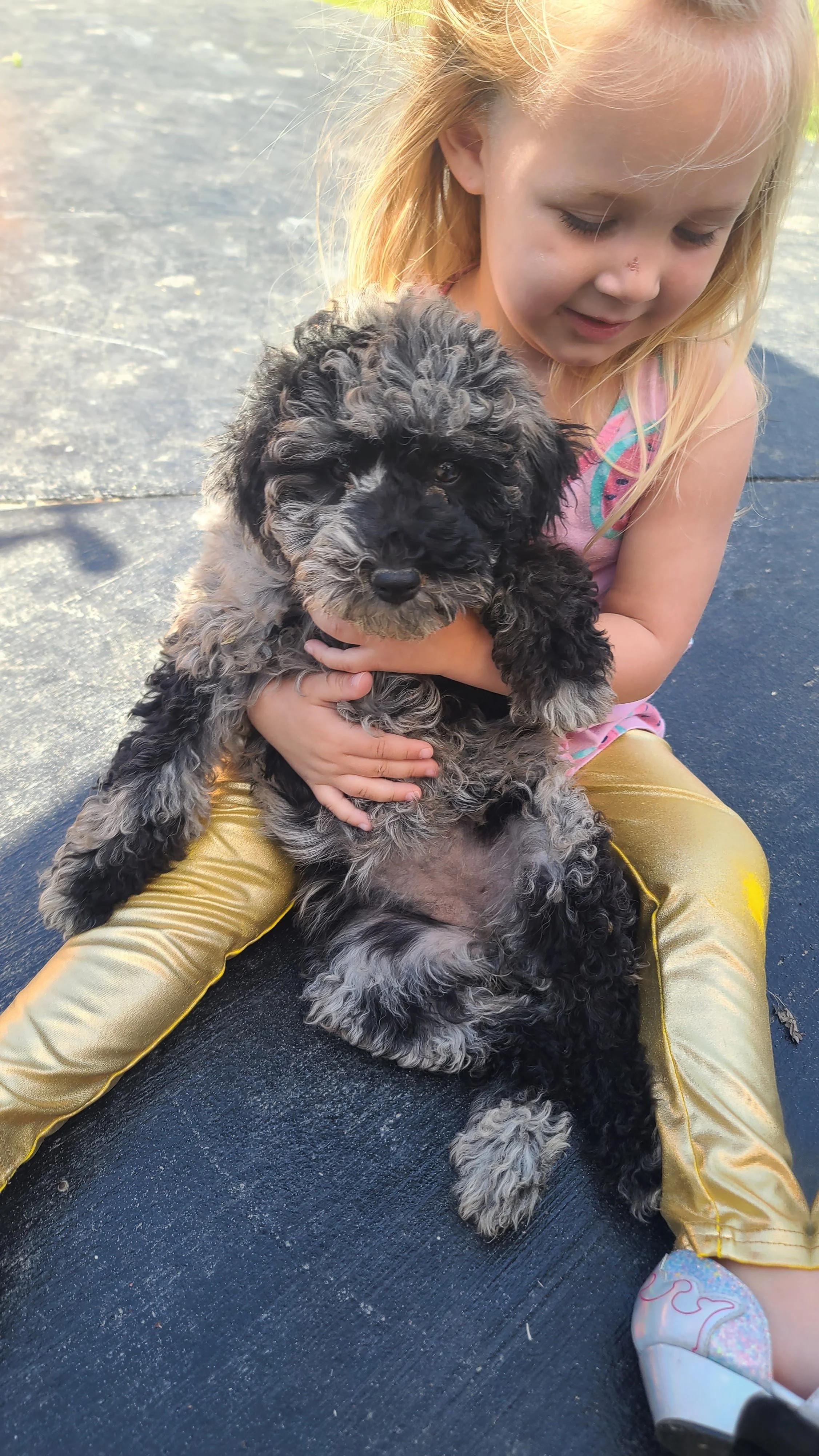Young girl with blonde hair and a pink dress holding a black and gray curly-coated puppy sitting on a dark outdoor surface.