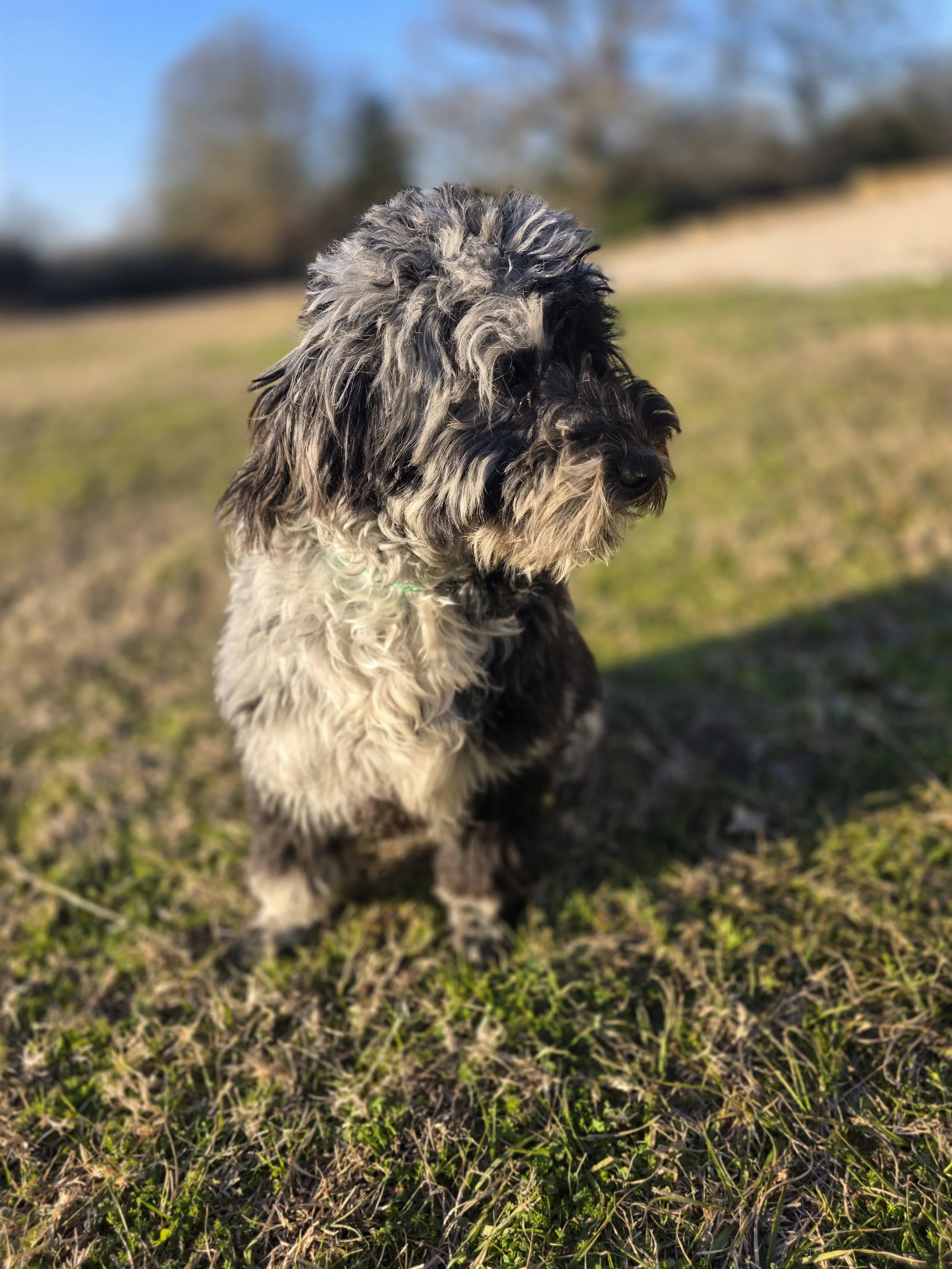 a small merle dog looking to the side