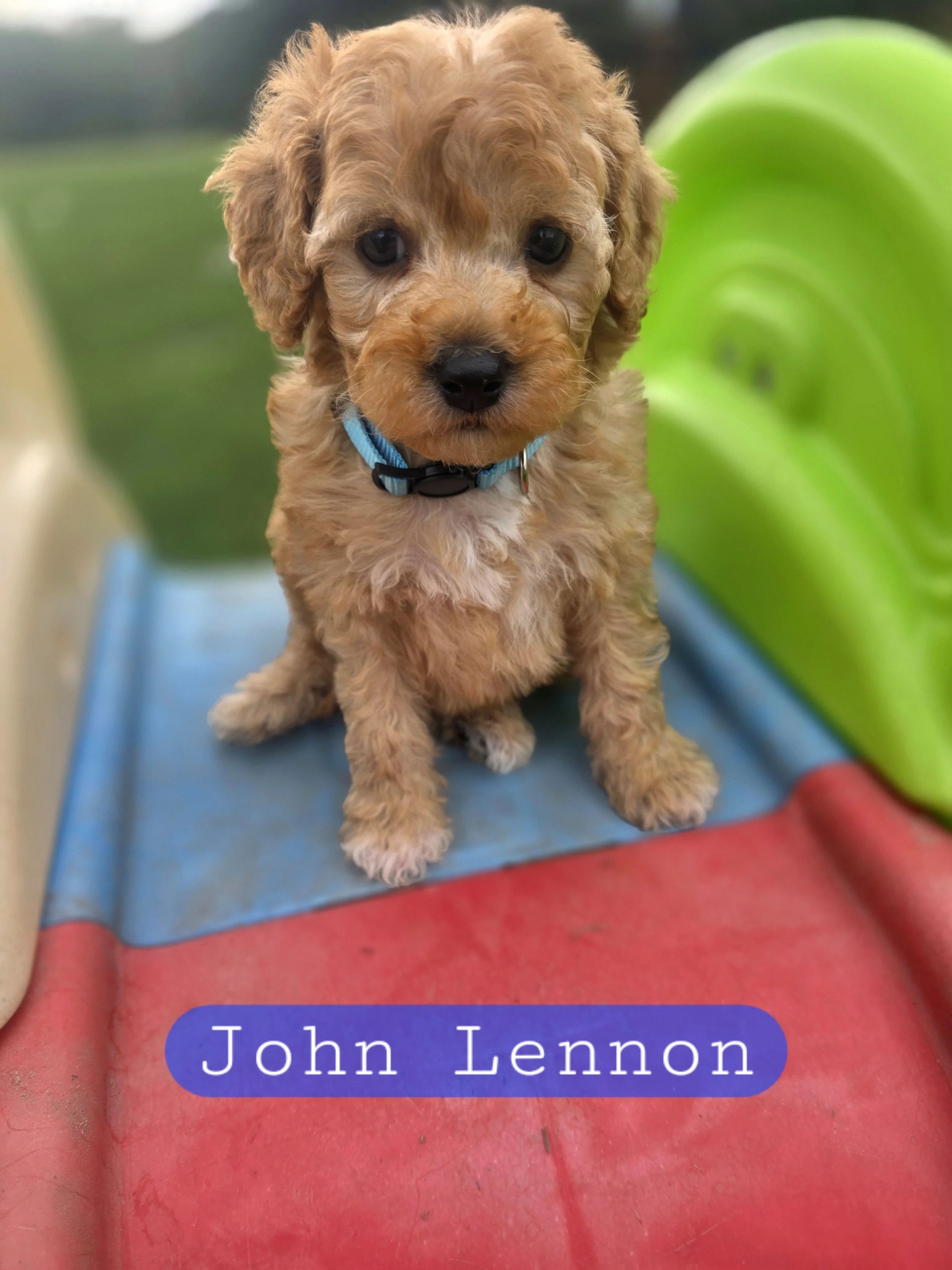 John Lennon- male cavapoochon