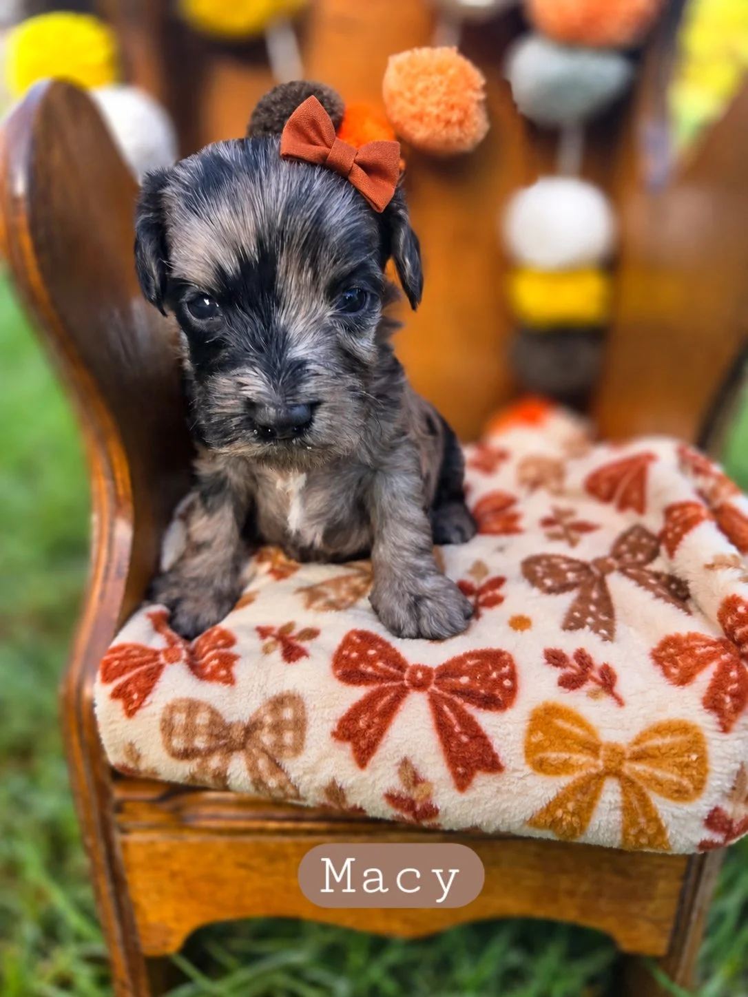 macy-cavapoochon.jpg
