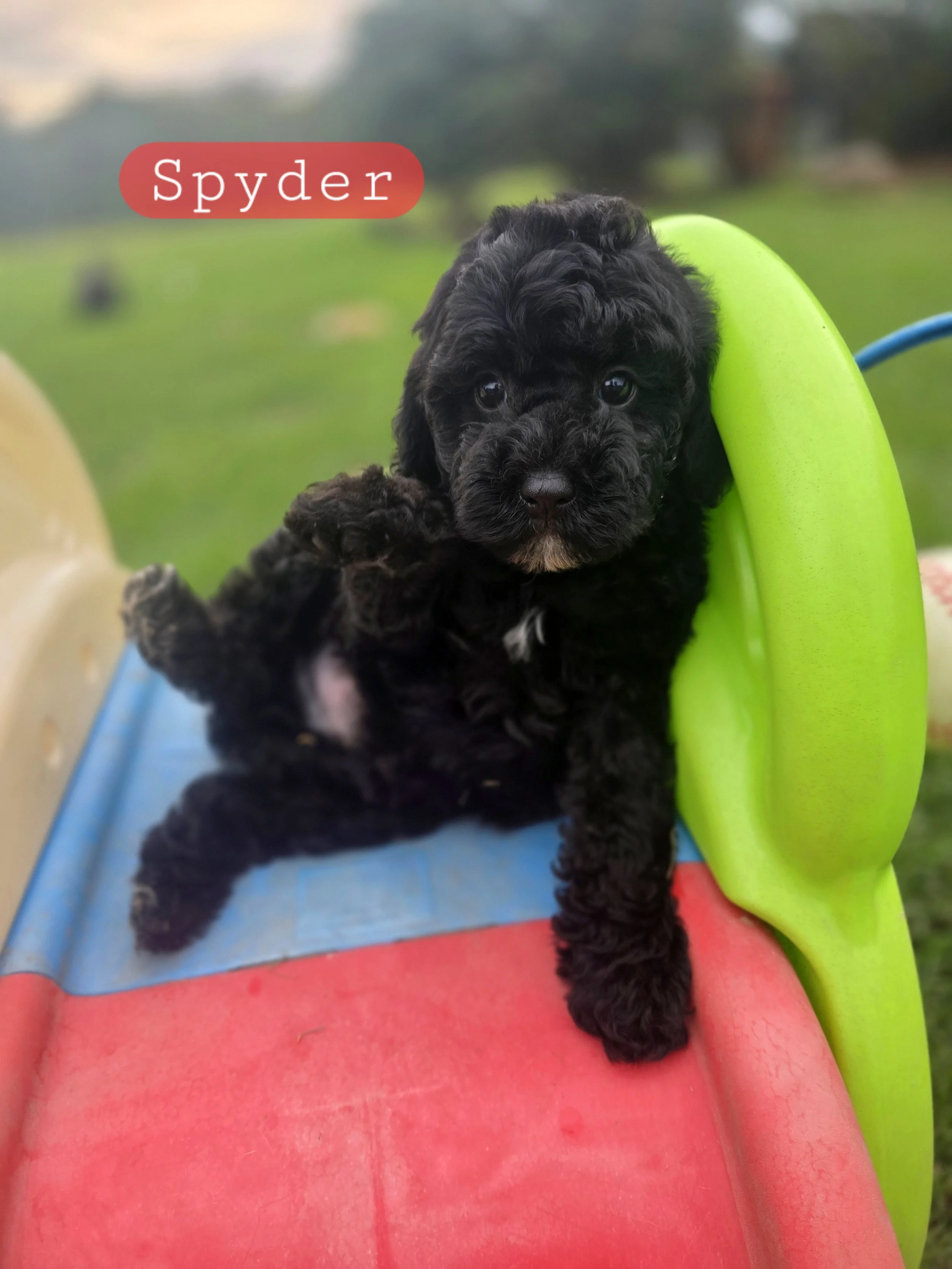 Spyder- Male Cavapoochon
