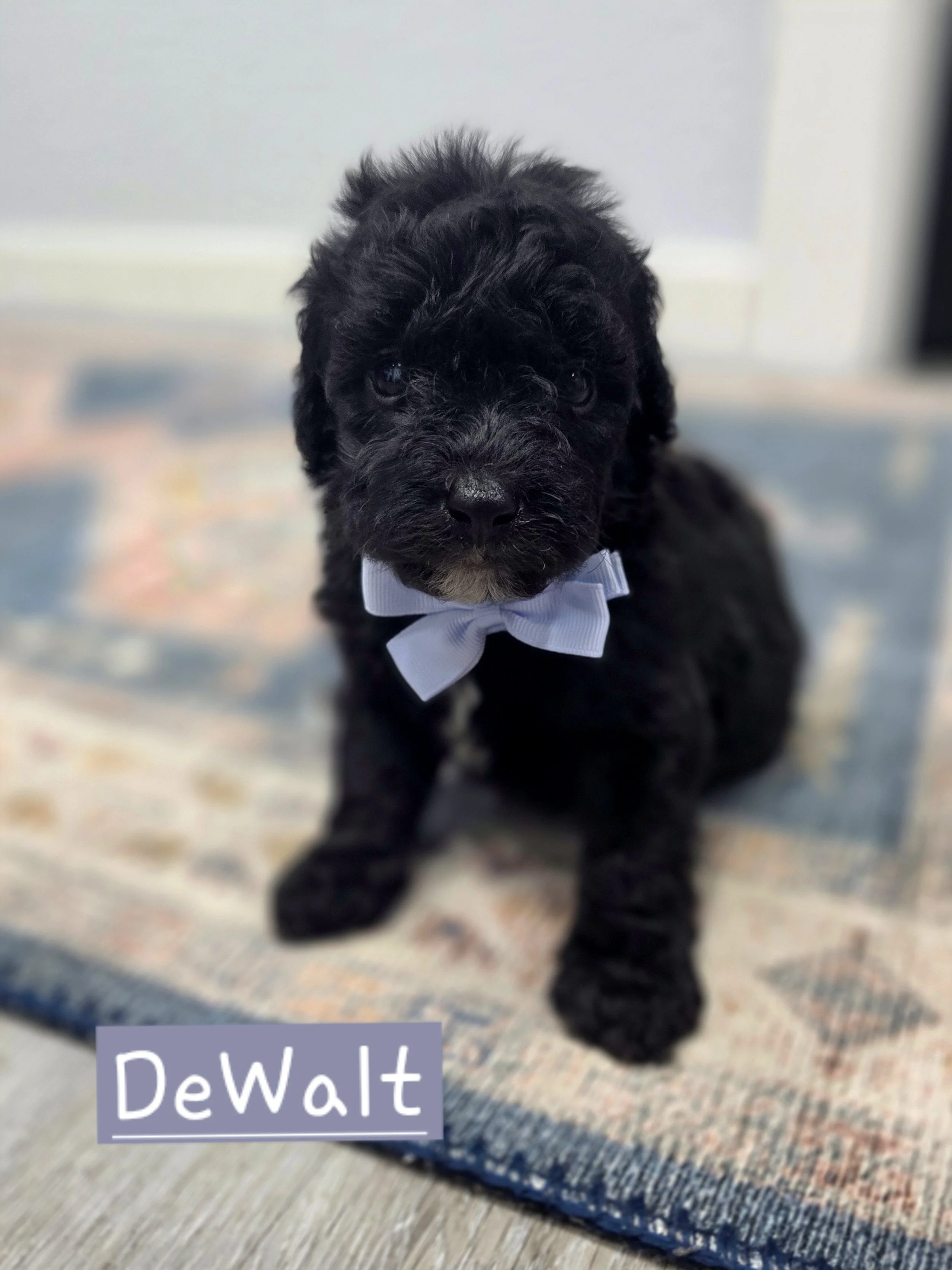 DeWalt- Male Cavapoochon