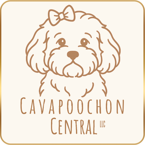Cavapoochon Central - East Texas Cavapoo and Cavapoochon Breeder