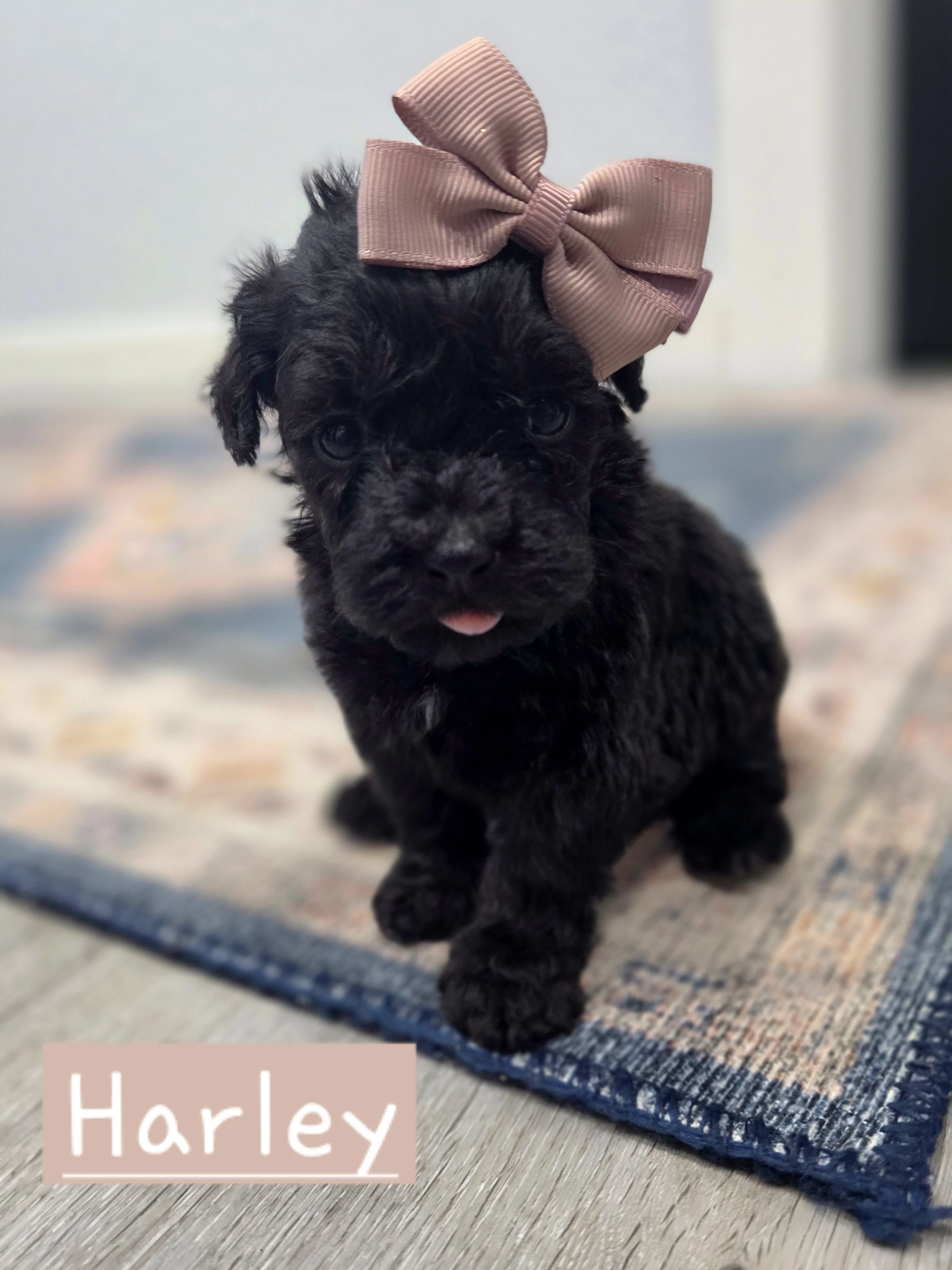 Harley- Female Cavapoochon