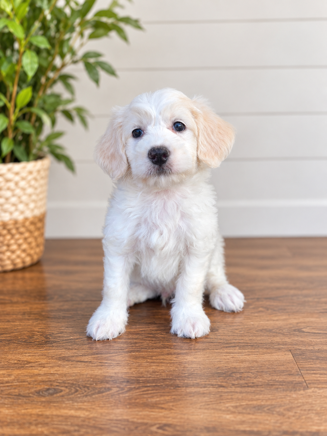 Boo- Male Cavapoochon