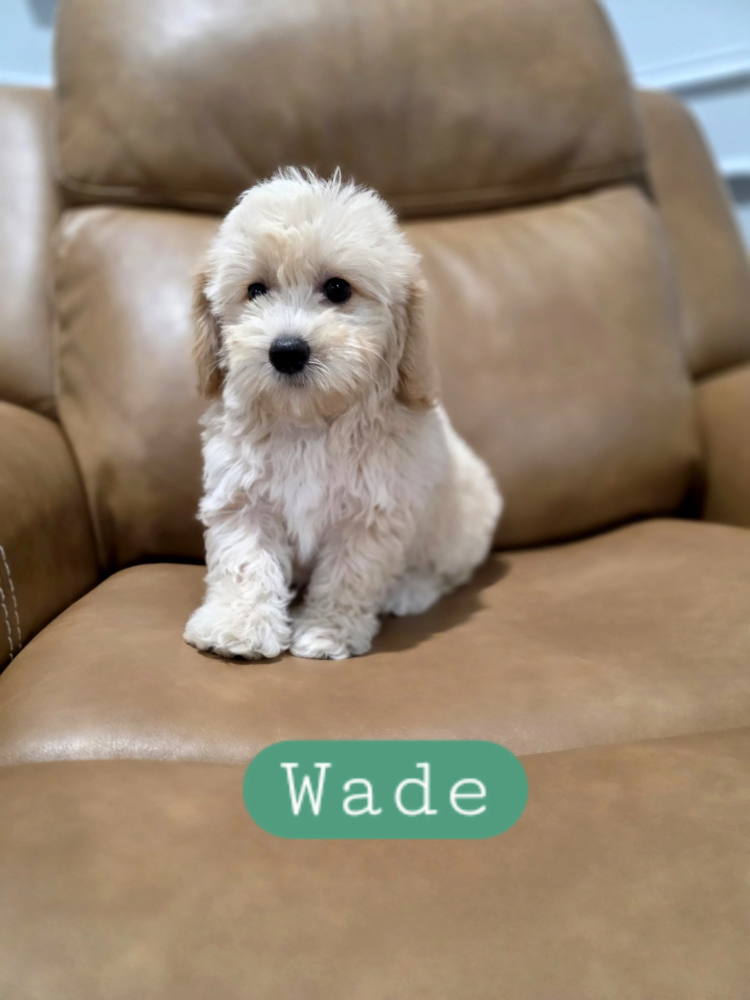 Wade- Cavapoochon boy