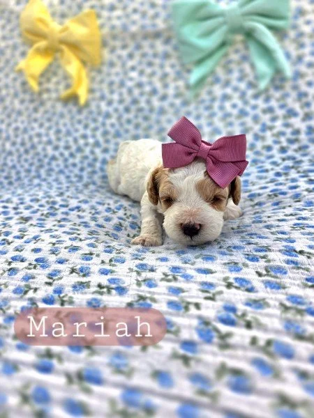 Mariah- Cavapoochon girl