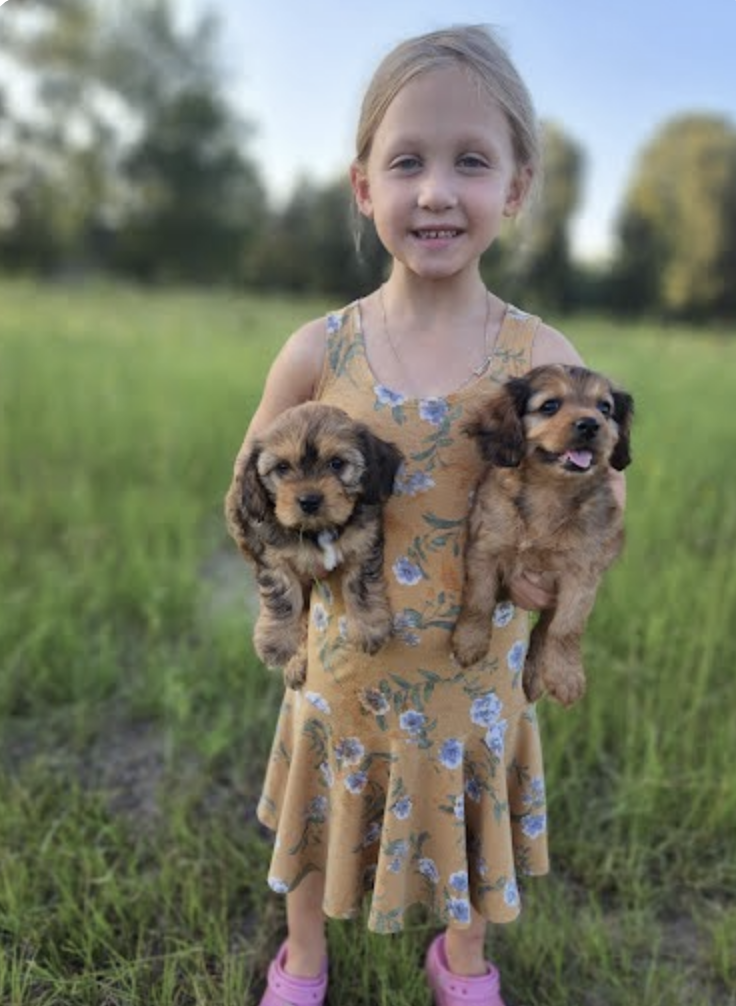 Young girl outdoors holding two small puppies, one in each arm, in a grassy field with trees in the background.