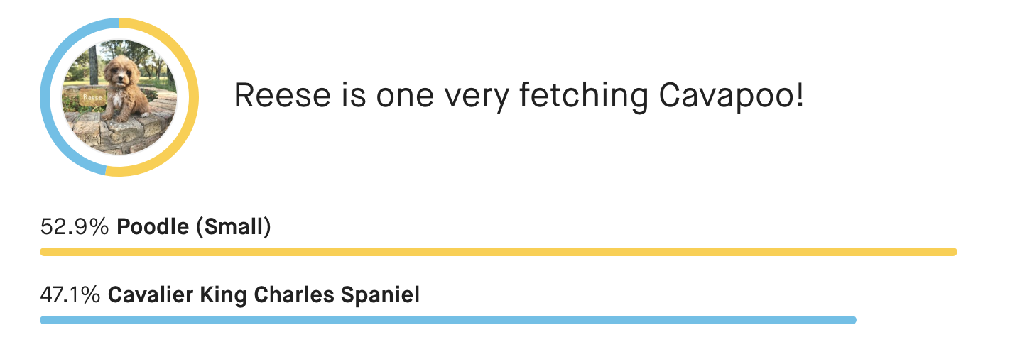 Image analyzing the breed of a dog named Reese, showing two breeds with percentage scores: Poodle (Small) 52.9% and Cavalier King Charles Spaniel 47.1%.