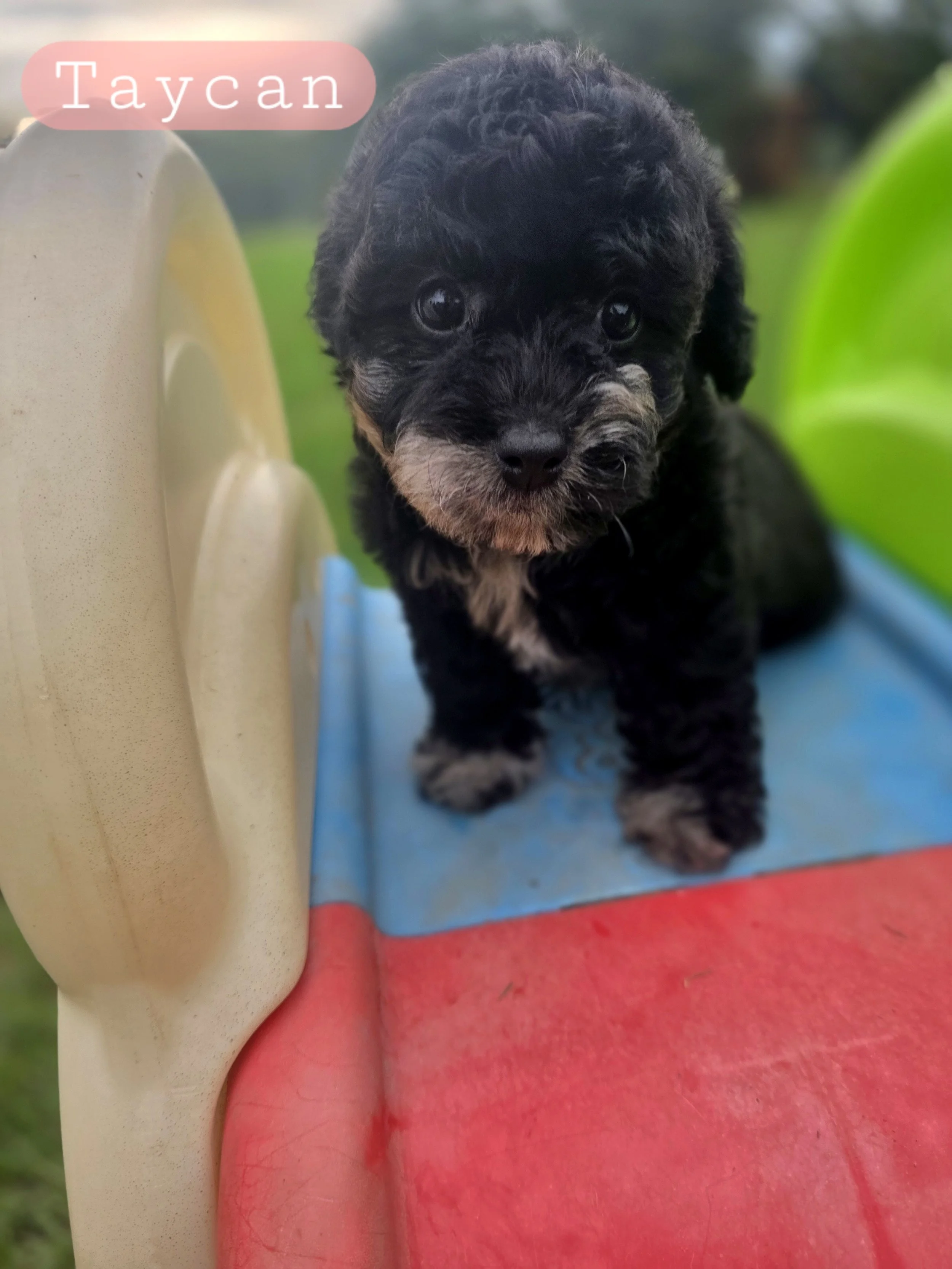 Taycan- Female Cavapoochon