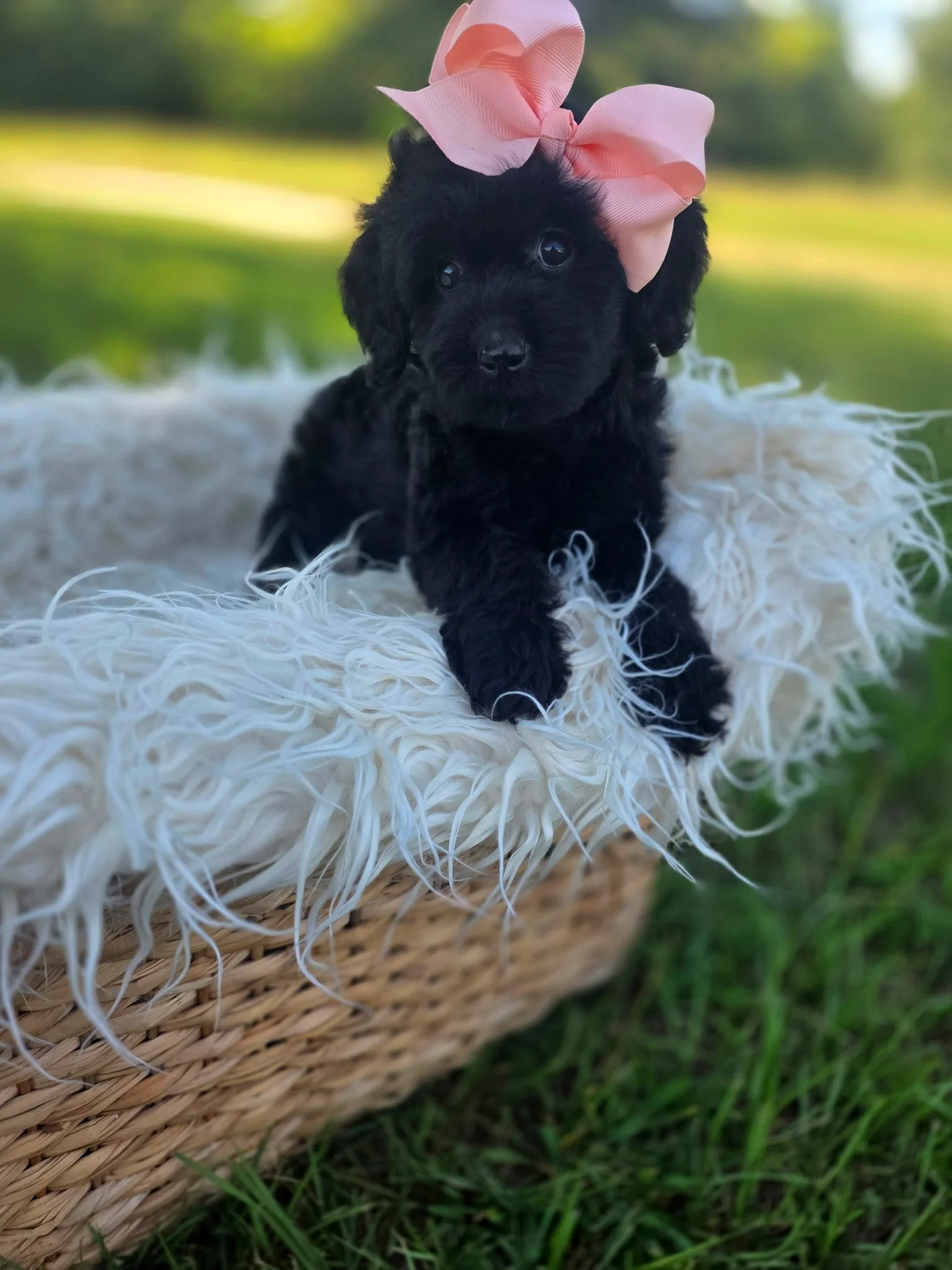 Te Kā- Female Cavapoochon