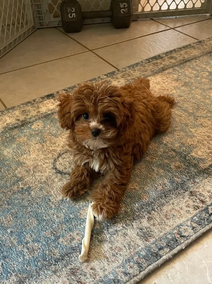 A small, fluffy brown puppy with white markings on the chest and paws lying on a patterned rug, playing with a bone.