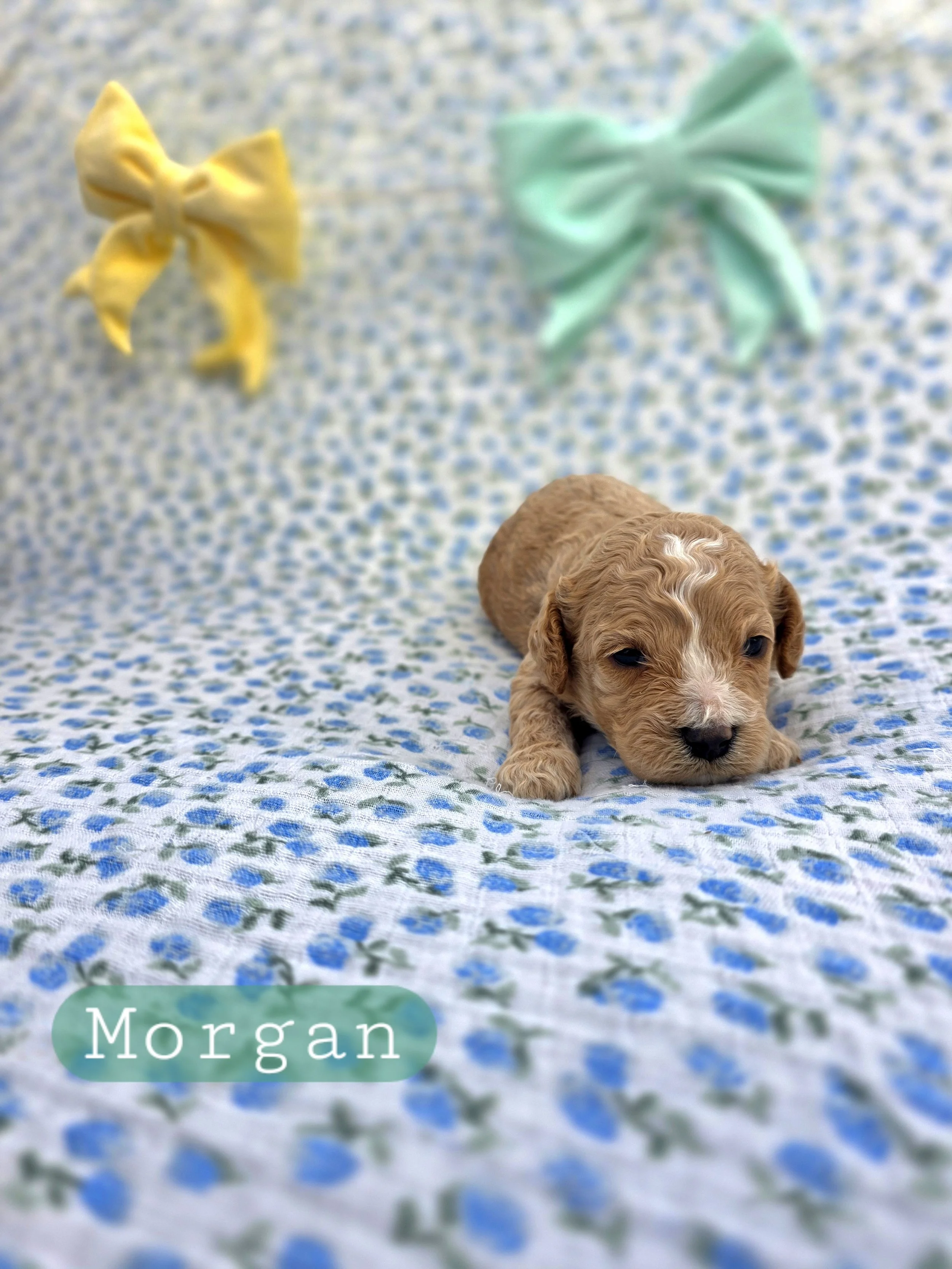 Morgan- Cavapoochon boy