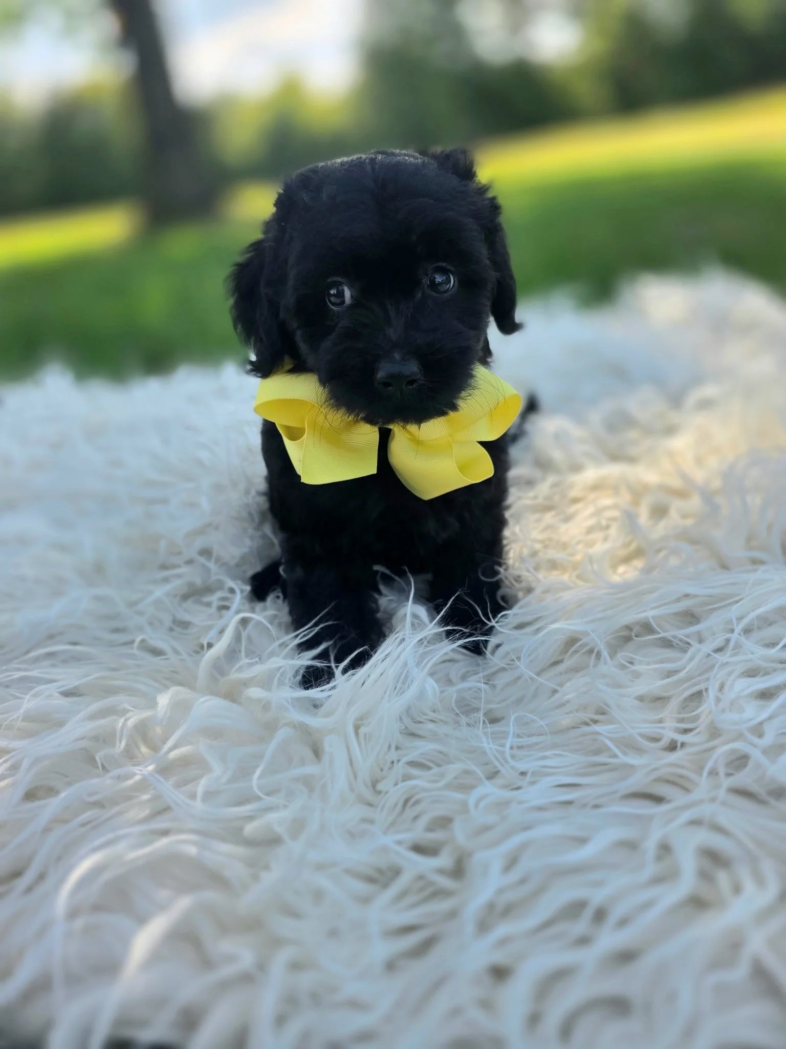 Nalo- Male Cavapoochon