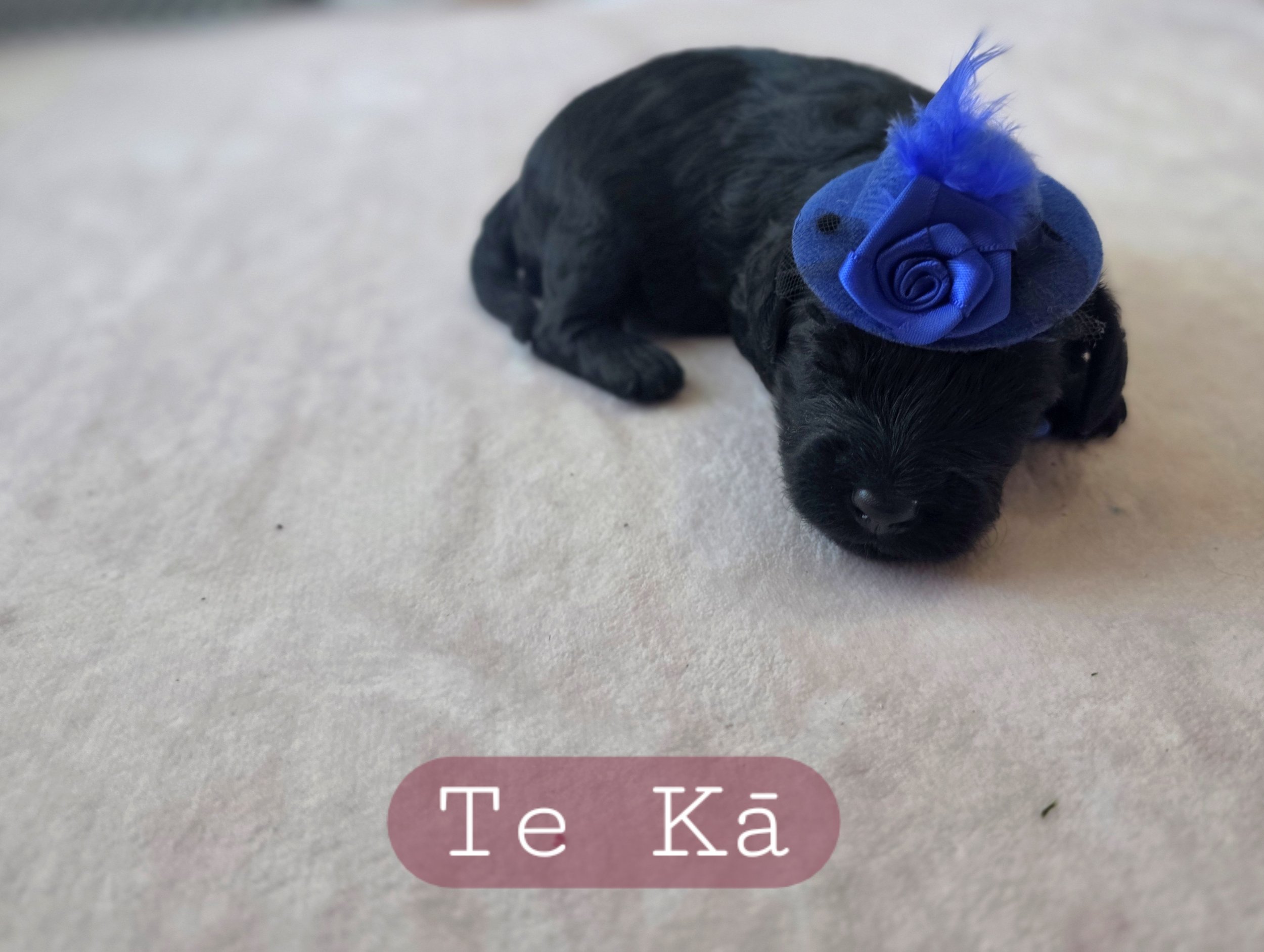 Te Kā- Female Cavapoochon