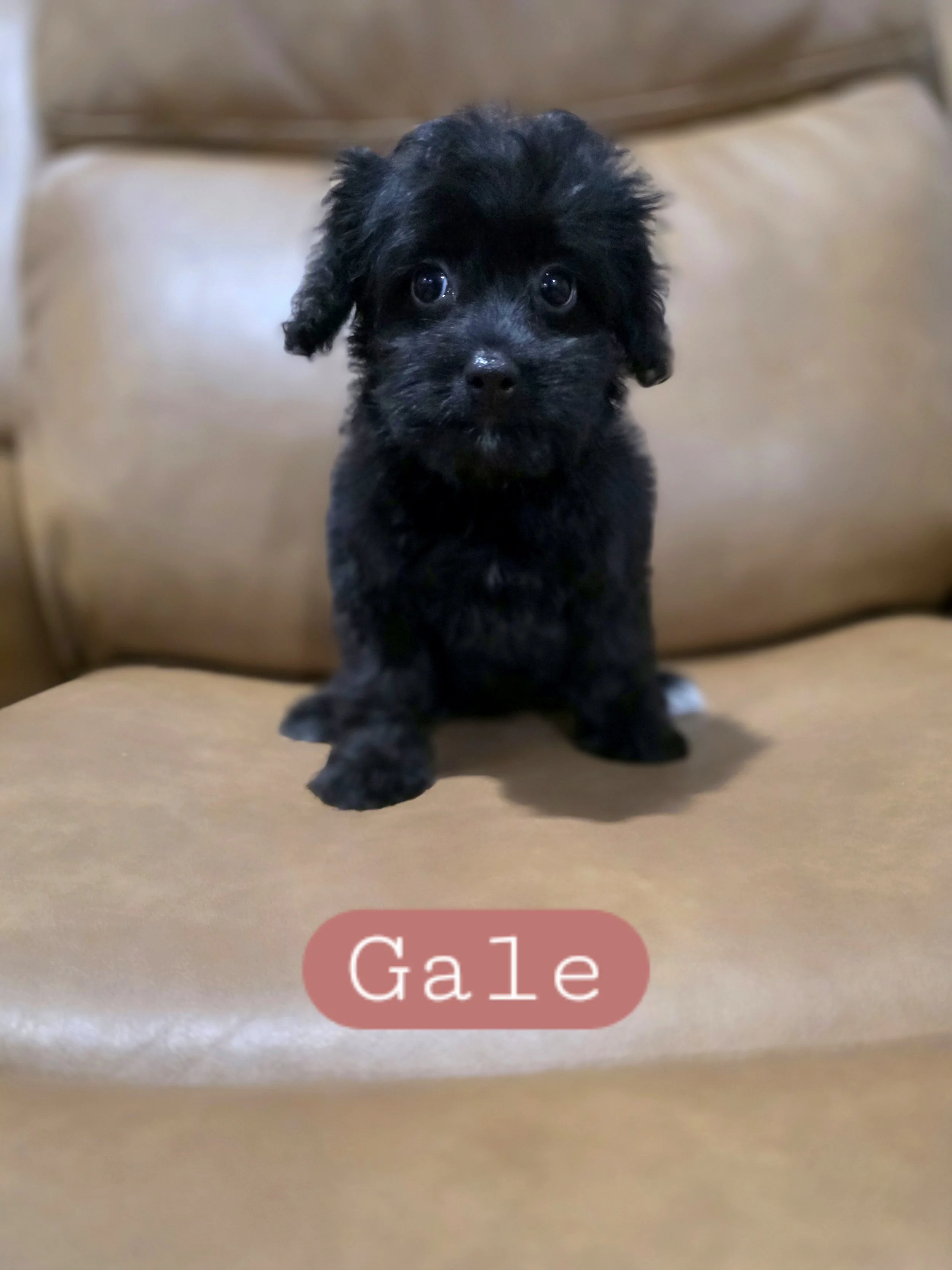 Gale- Cavapoochon girl