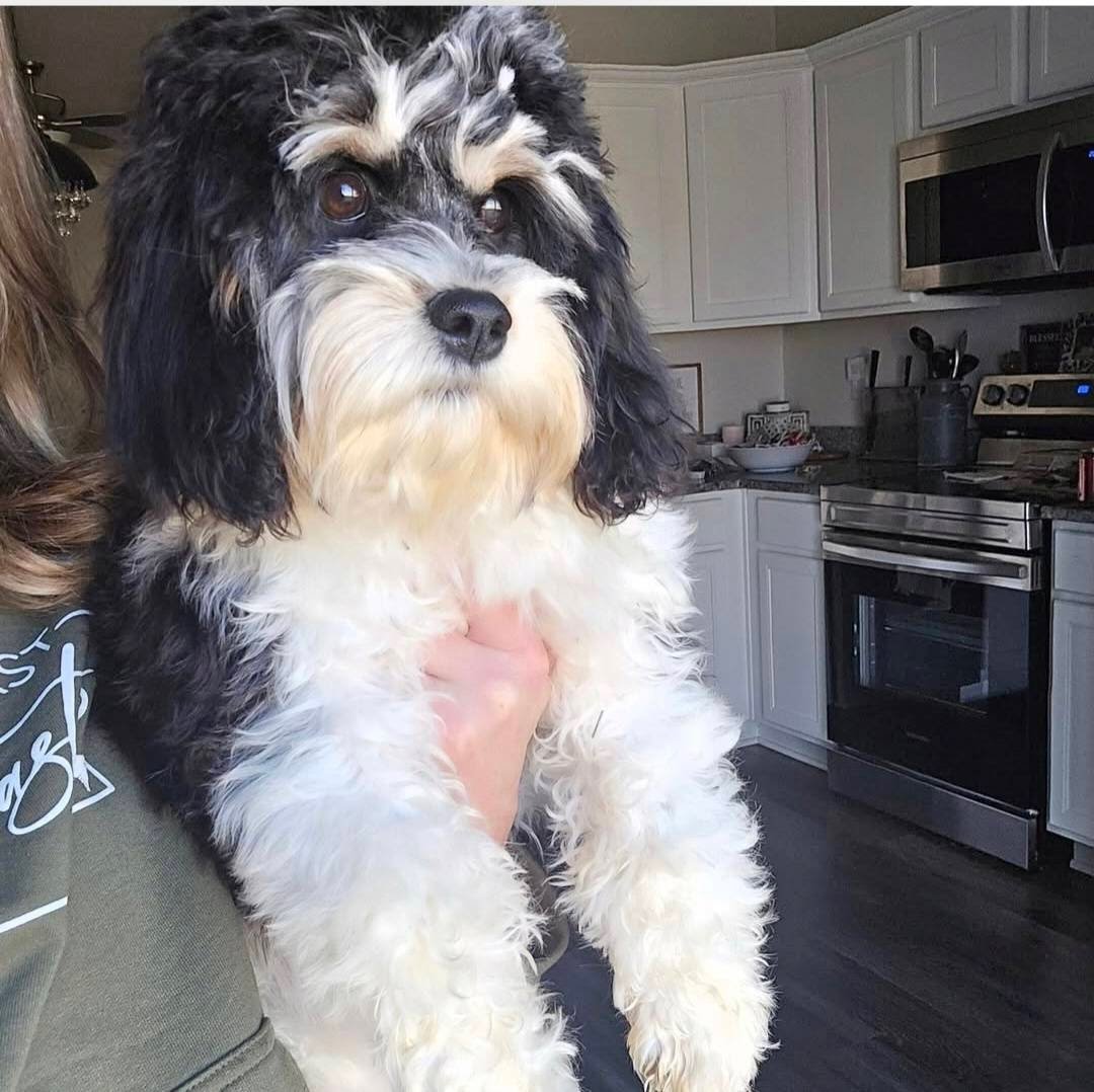 A digital collage featuring two adorable Poodle dogs with curly gray and black fur, one wearing a pink bowtie. The background includes pastel colors with illustrations of yellow and pink flowers and green foliage. Text on the image indicates that one dog weighs 14 pounds and has a lineage of KYKY ATAT BB, with some illegible text.