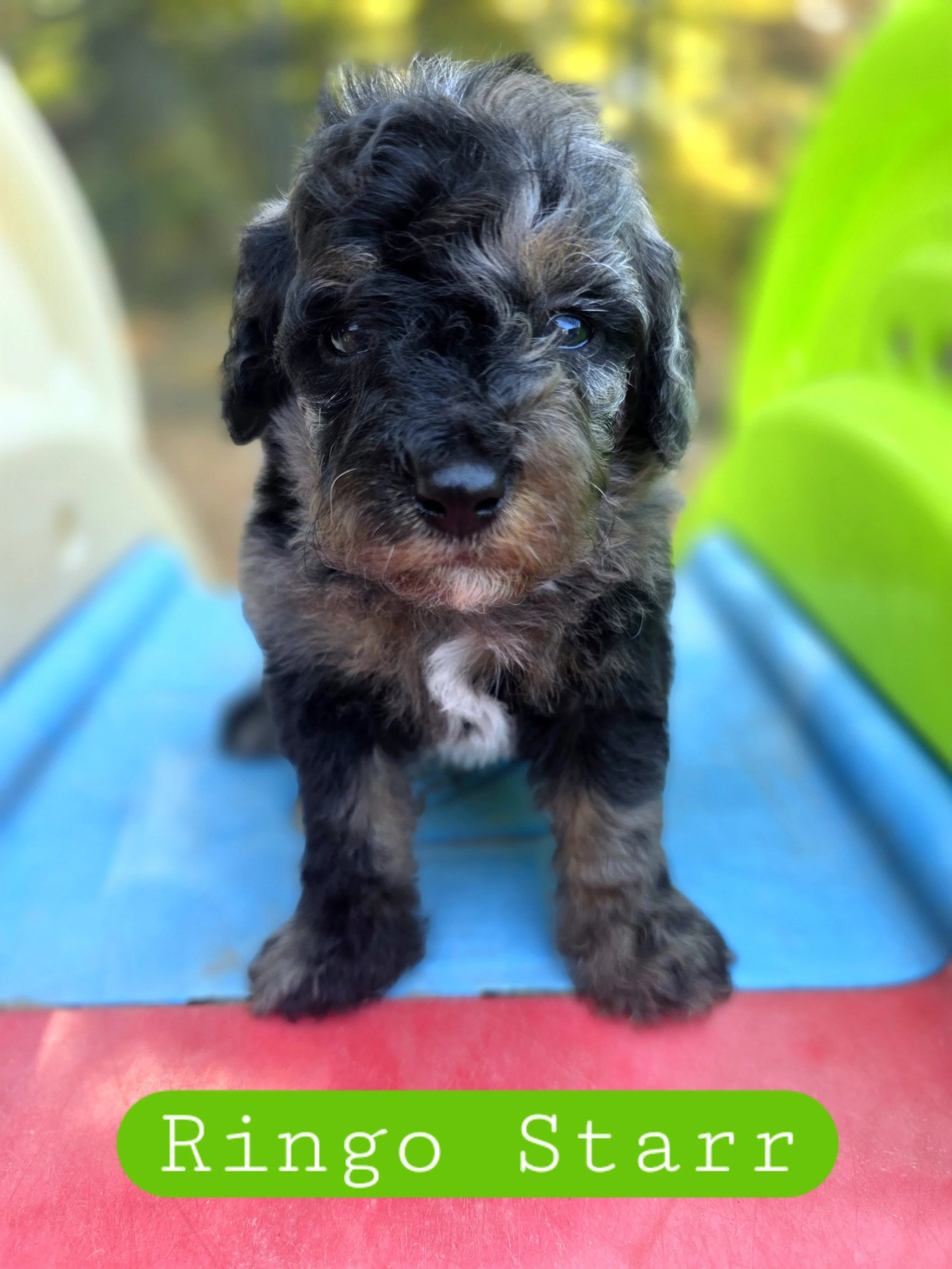 Ringo Starr- male cavapoochon